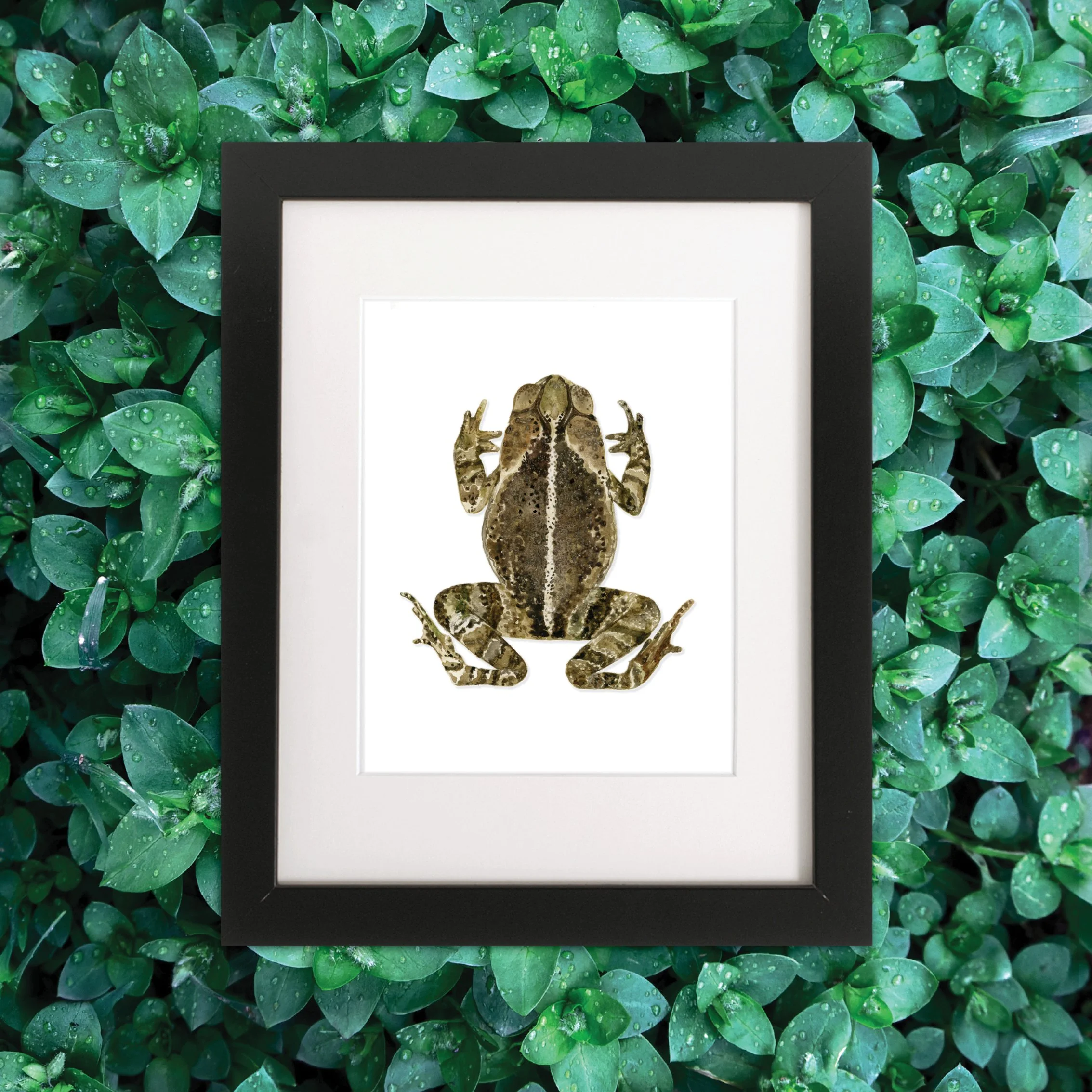 GulfCoastToad_Frame_on_greenery_layoutweb.jpg