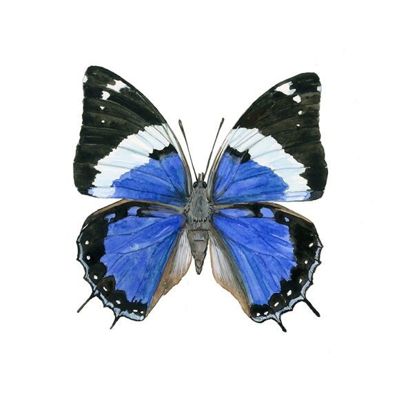 https://i.etsystatic.com/7013601/r/il/fd371e/1832601502/il_fullxfull.1832601502_4k87.jpg