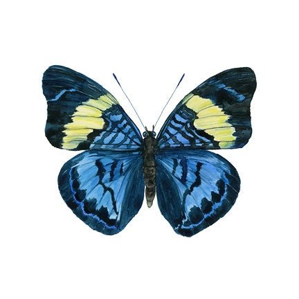 https://i.etsystatic.com/7013601/r/il/eff36c/1832592876/il_fullxfull.1832592876_5r69.jpg