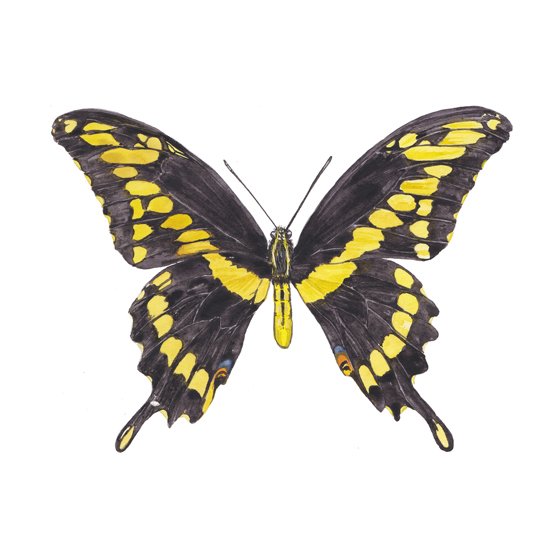 GiantSwallottail.jpg