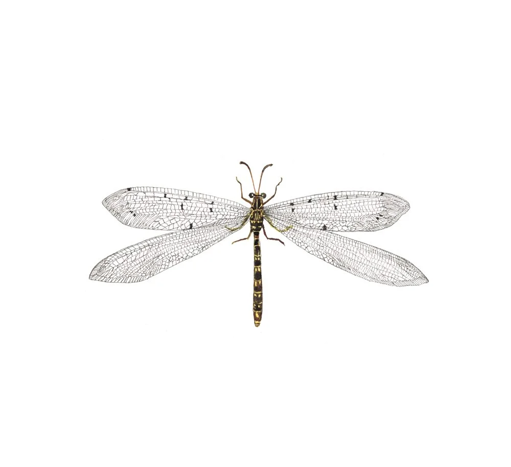 Ant Lion Specimen Watercolor