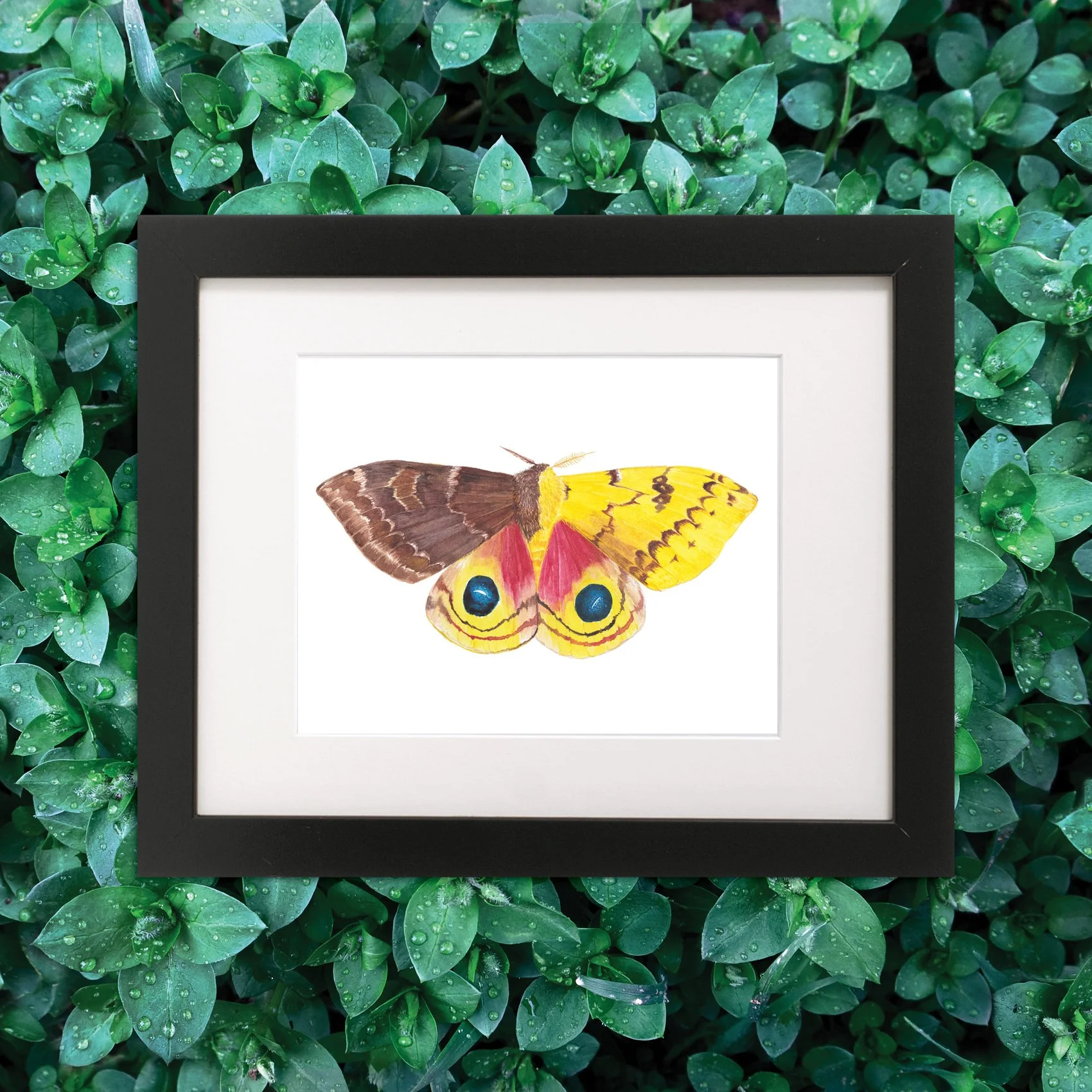 IoMoth_Gynoandro_FRAMED_leaf.jpg