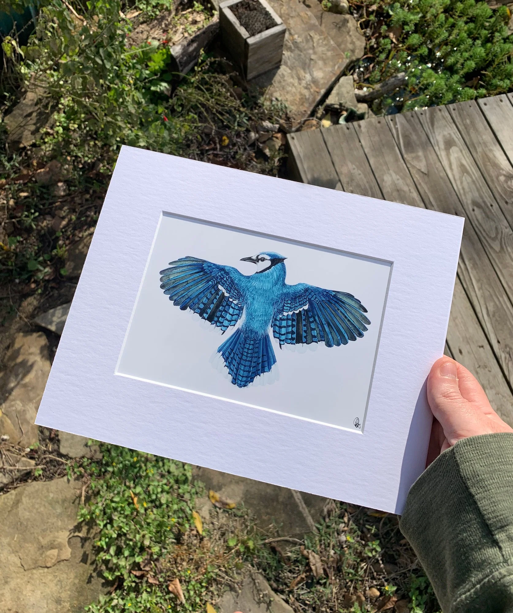 BlueJay_web.jpg