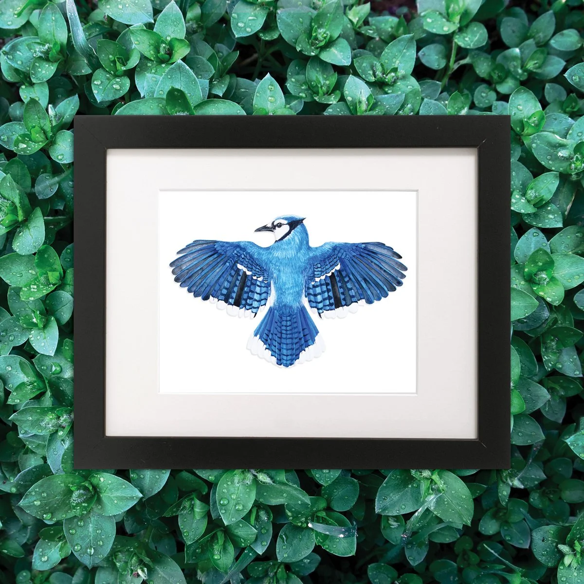 BlueJay_Framed_web.jpg