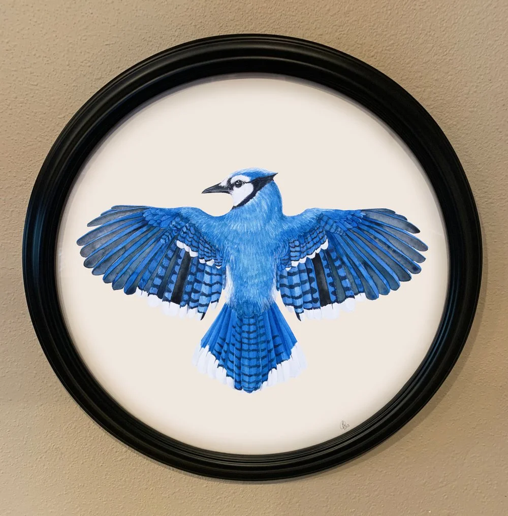 BlueJay_specimenArt_web.jpg