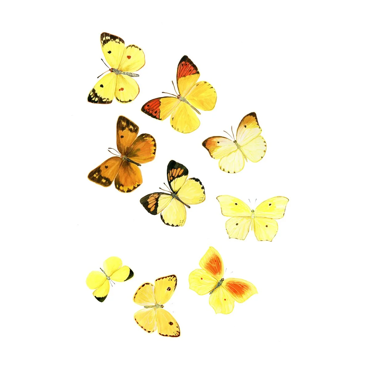 fibonacci_butterflies_web.jpg