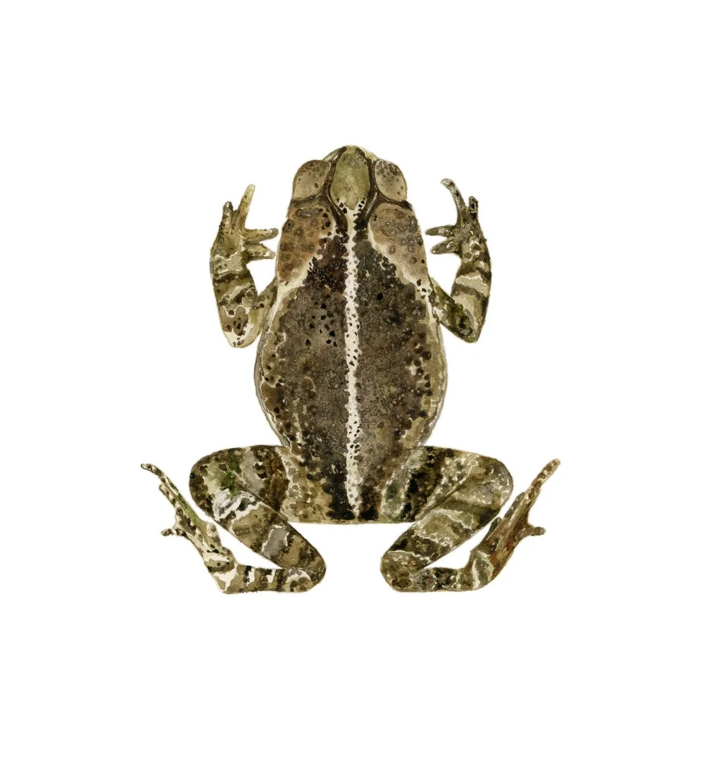 Framed Gulf coast Toad Art, Incilius valliceps mounted watercolor