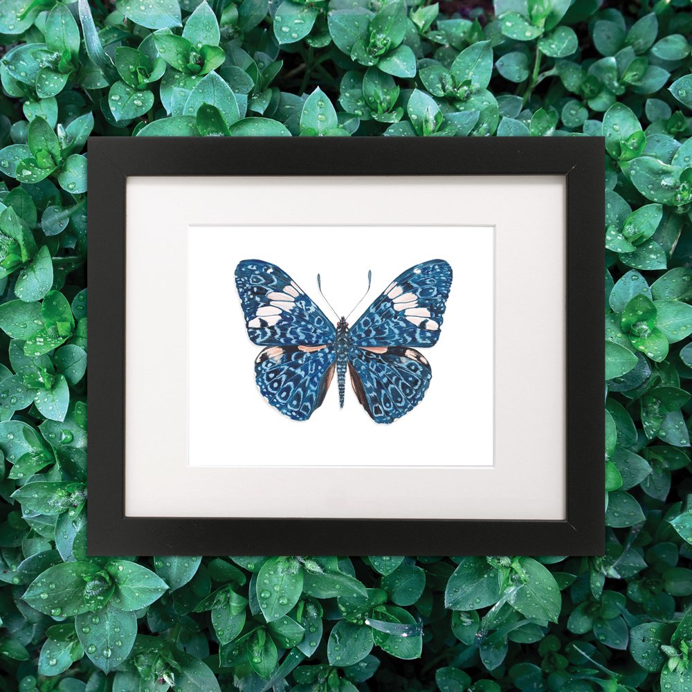 RedCracker_Butterfly_Frame_leafweb.jpg