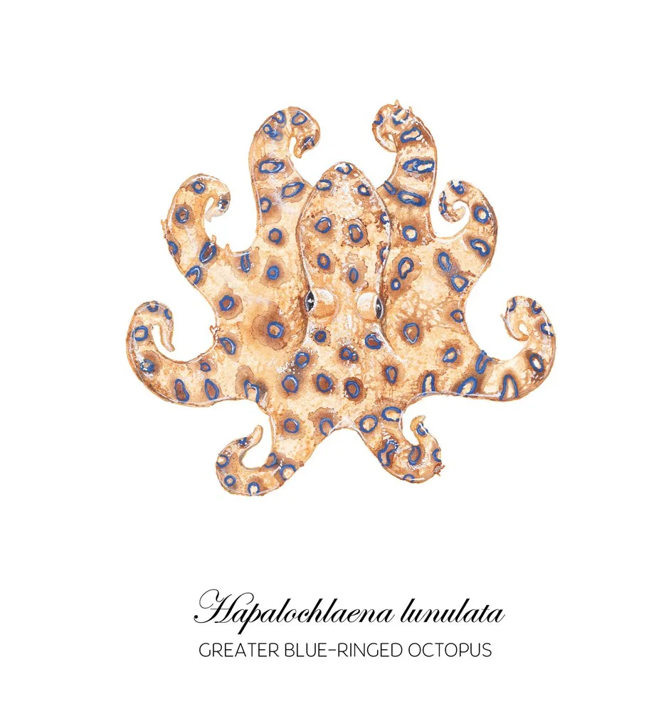 Blue-Ringed Octopus Mounted Specimen Watercolor
