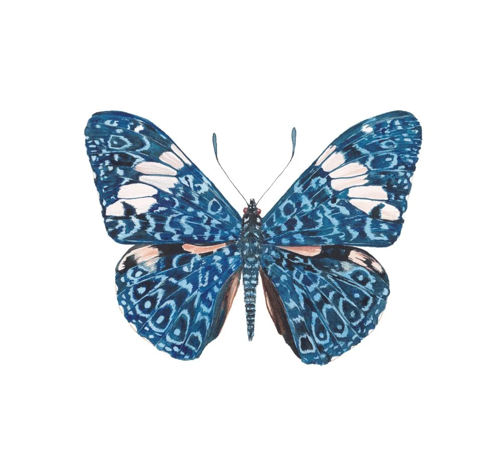Framed Red Cracker Butterfly Specimen Watercolor