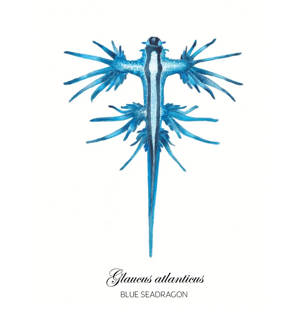 BlueSeaDragon.jpg