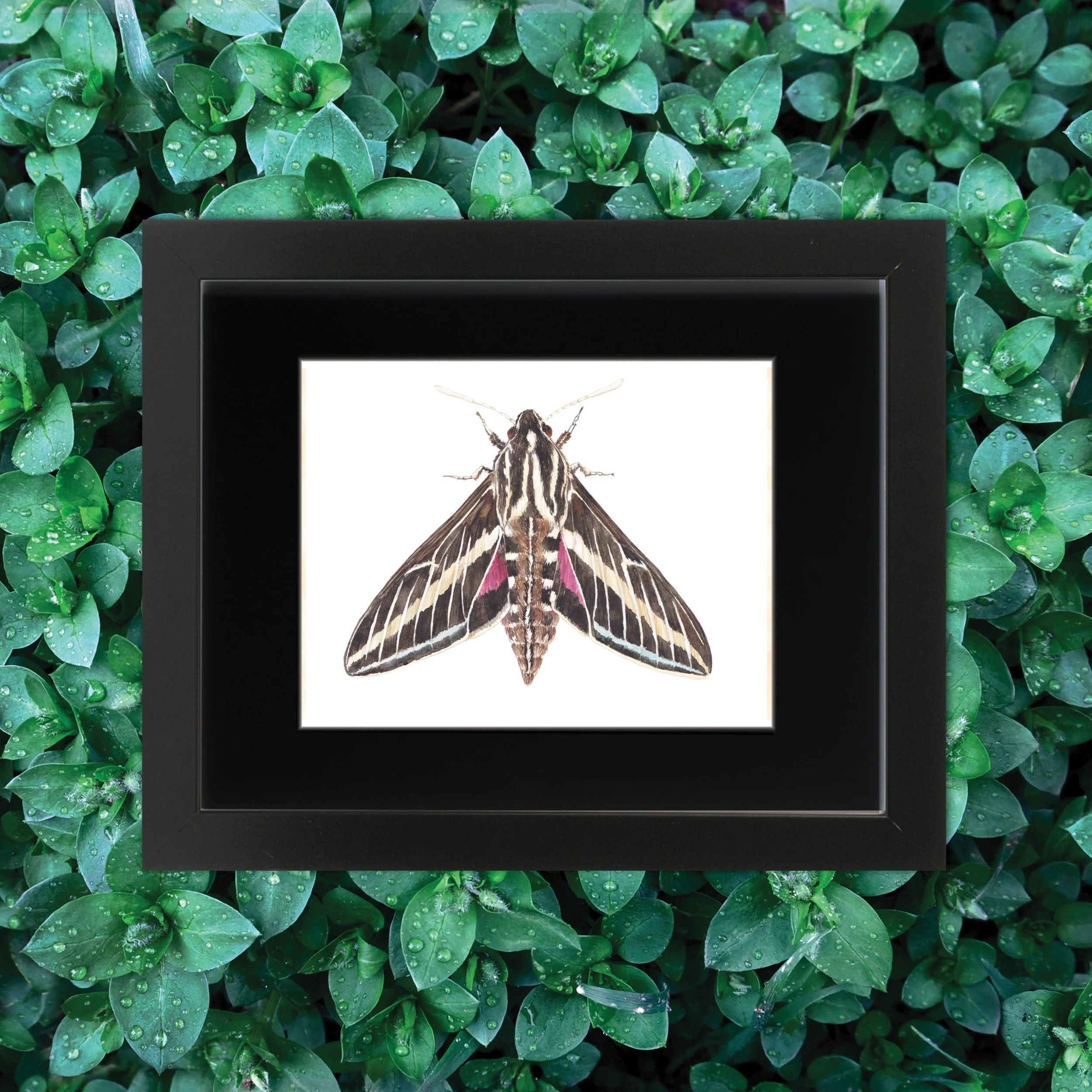 HummingBirdMoth_green.jpg