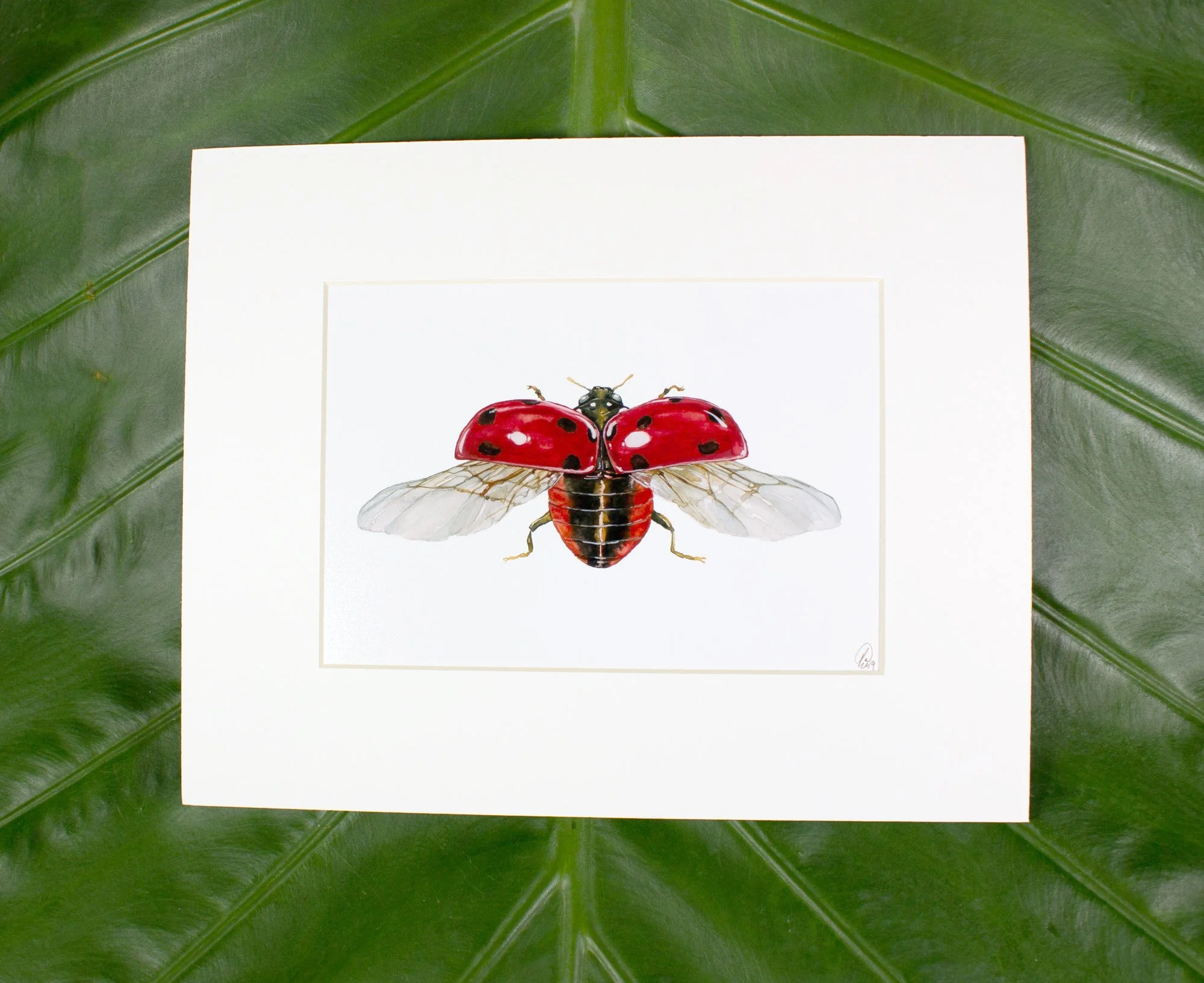 Framed Ladybug Specimen Art