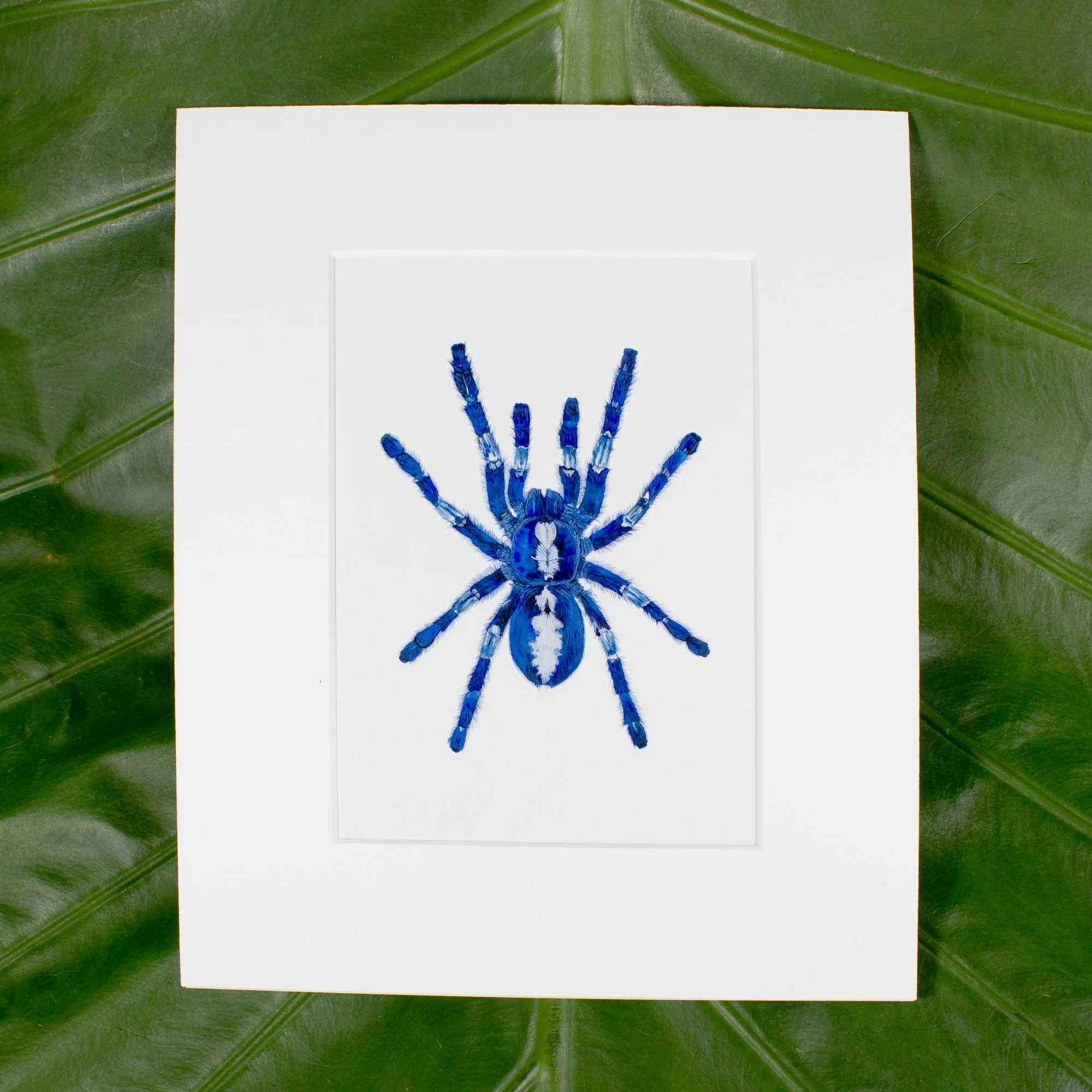 Gooty Sapphire Tarantula mounted Watercolor