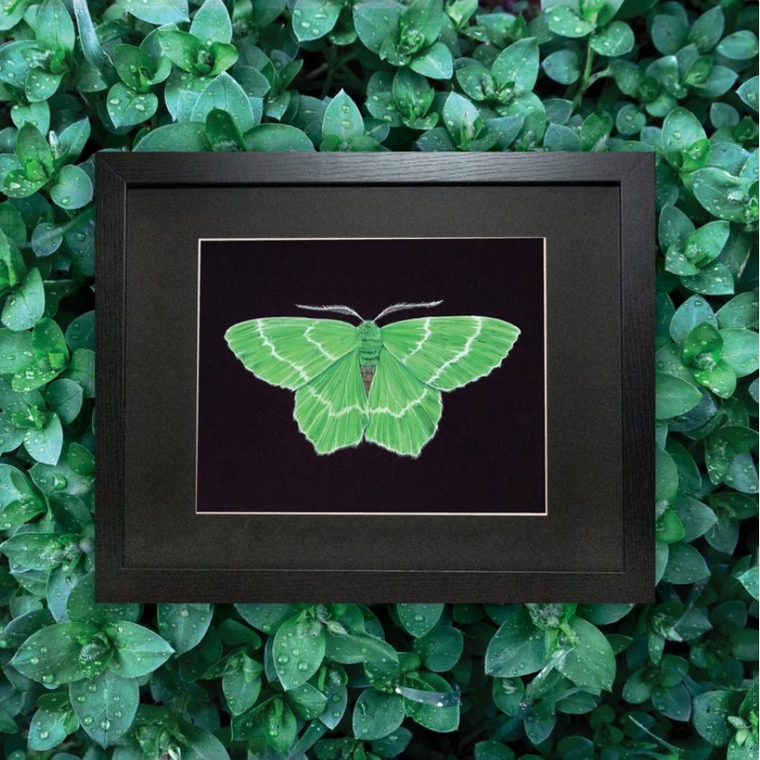 emerald_moth_green.jpg