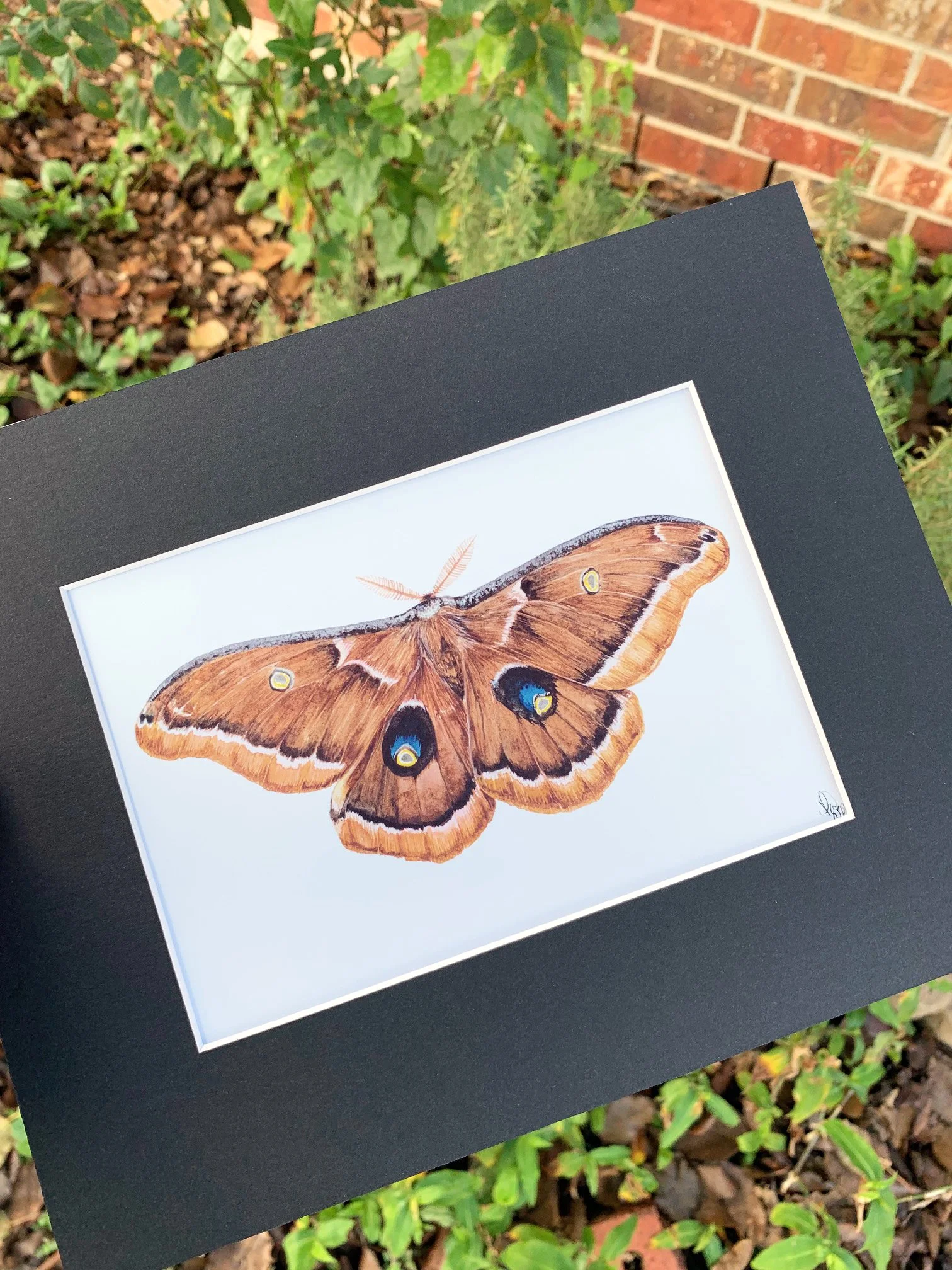 PolyphemousMoth.jpg