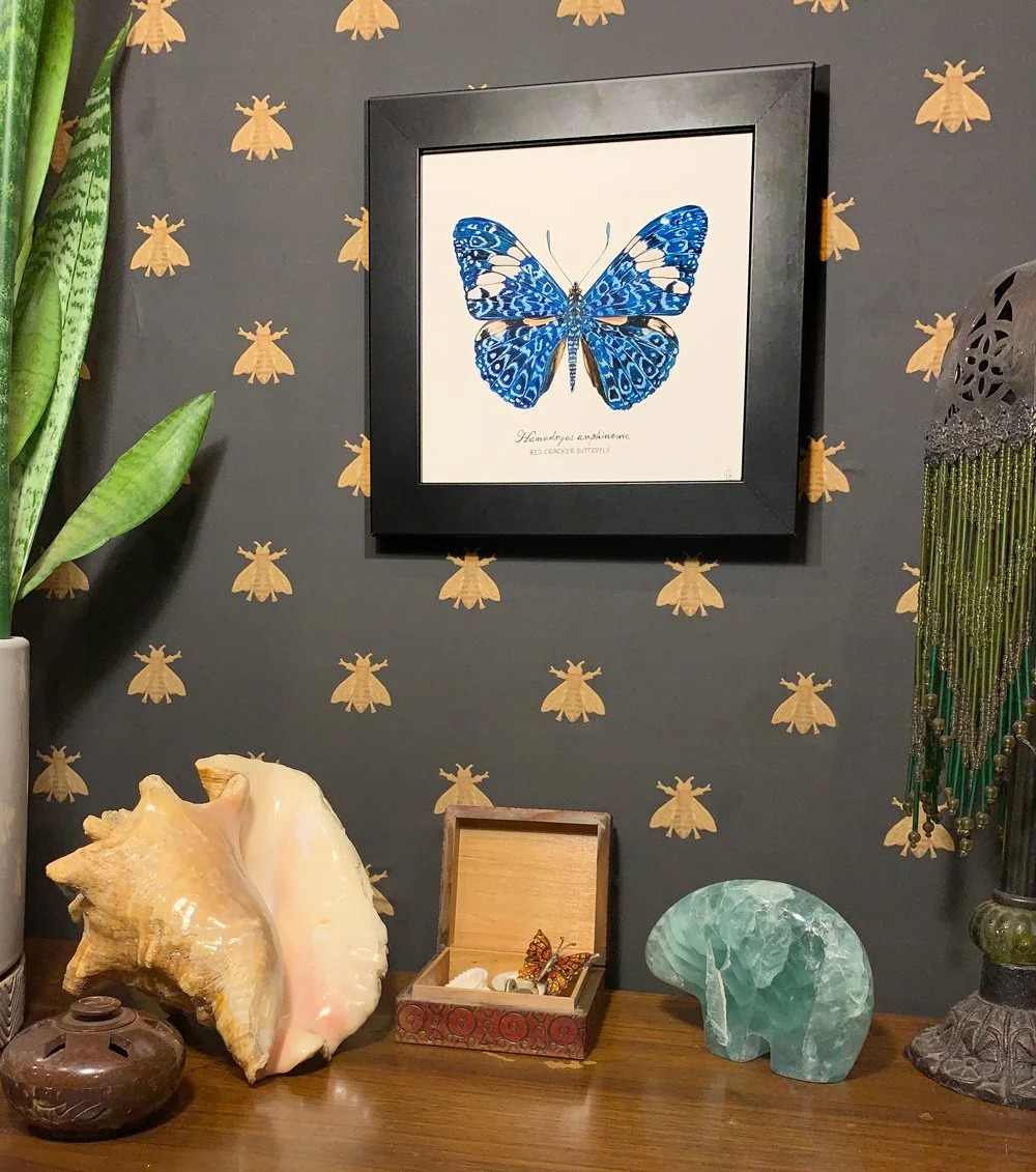 Red_Cracker_Butterfly_framed_web.jpg