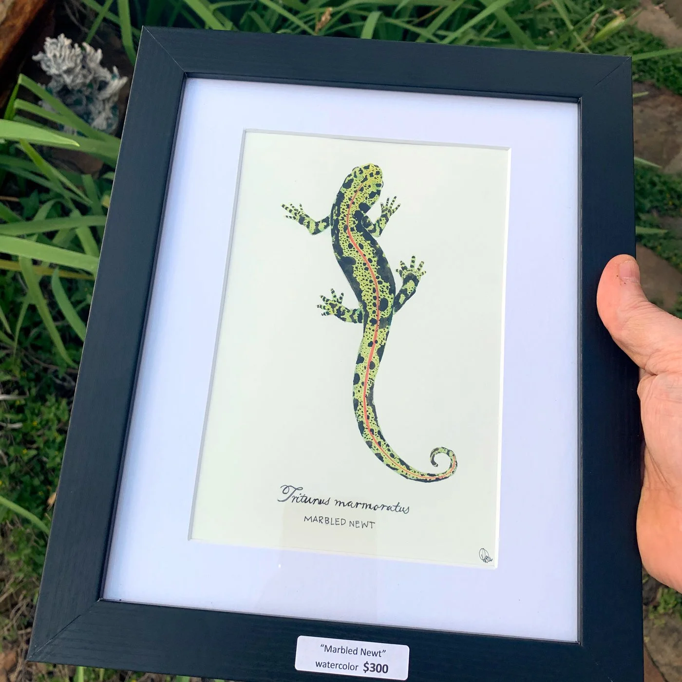 MarbledNewt_framedgarden_web.jpg