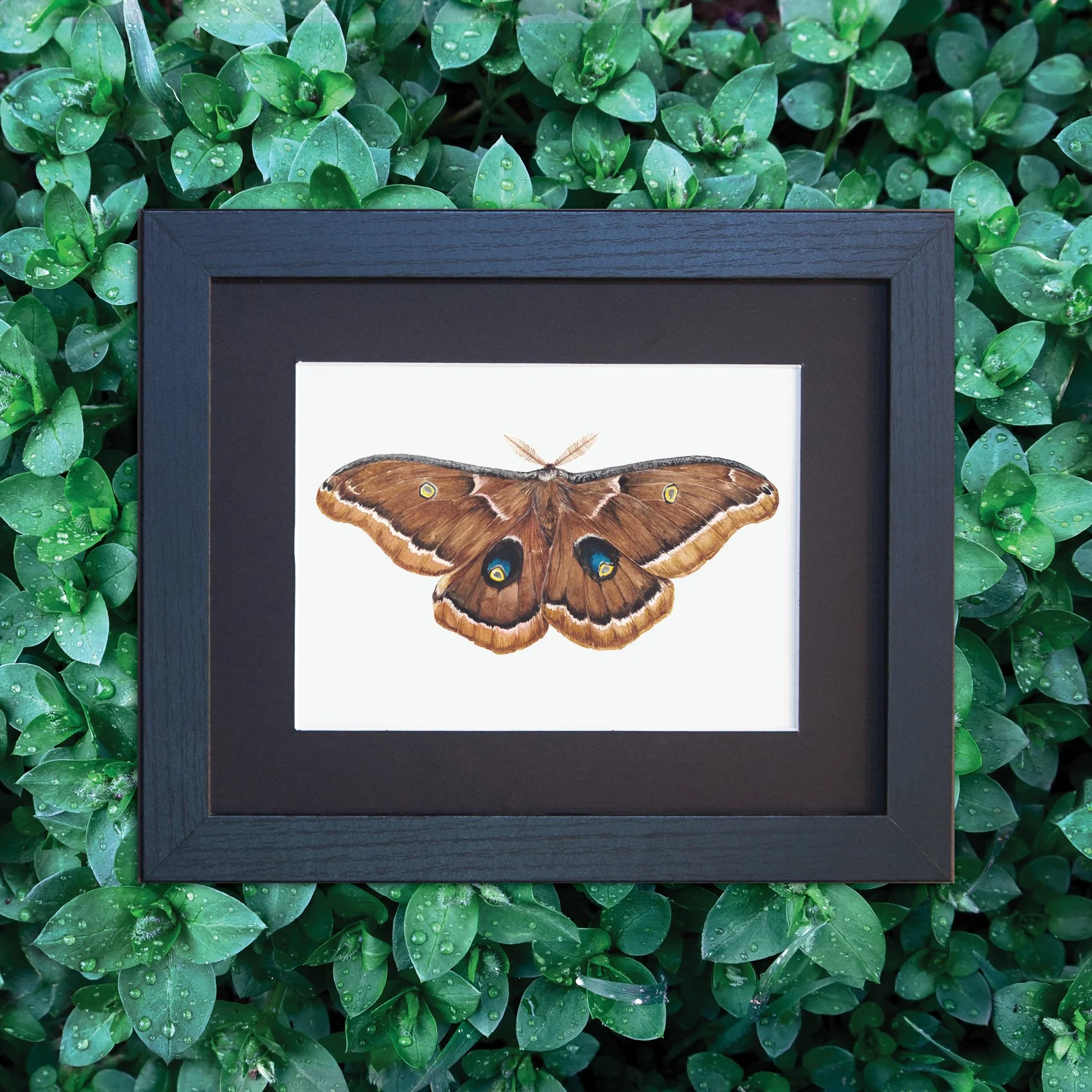 PolyphemousMoth_FRAMED_green.jpg