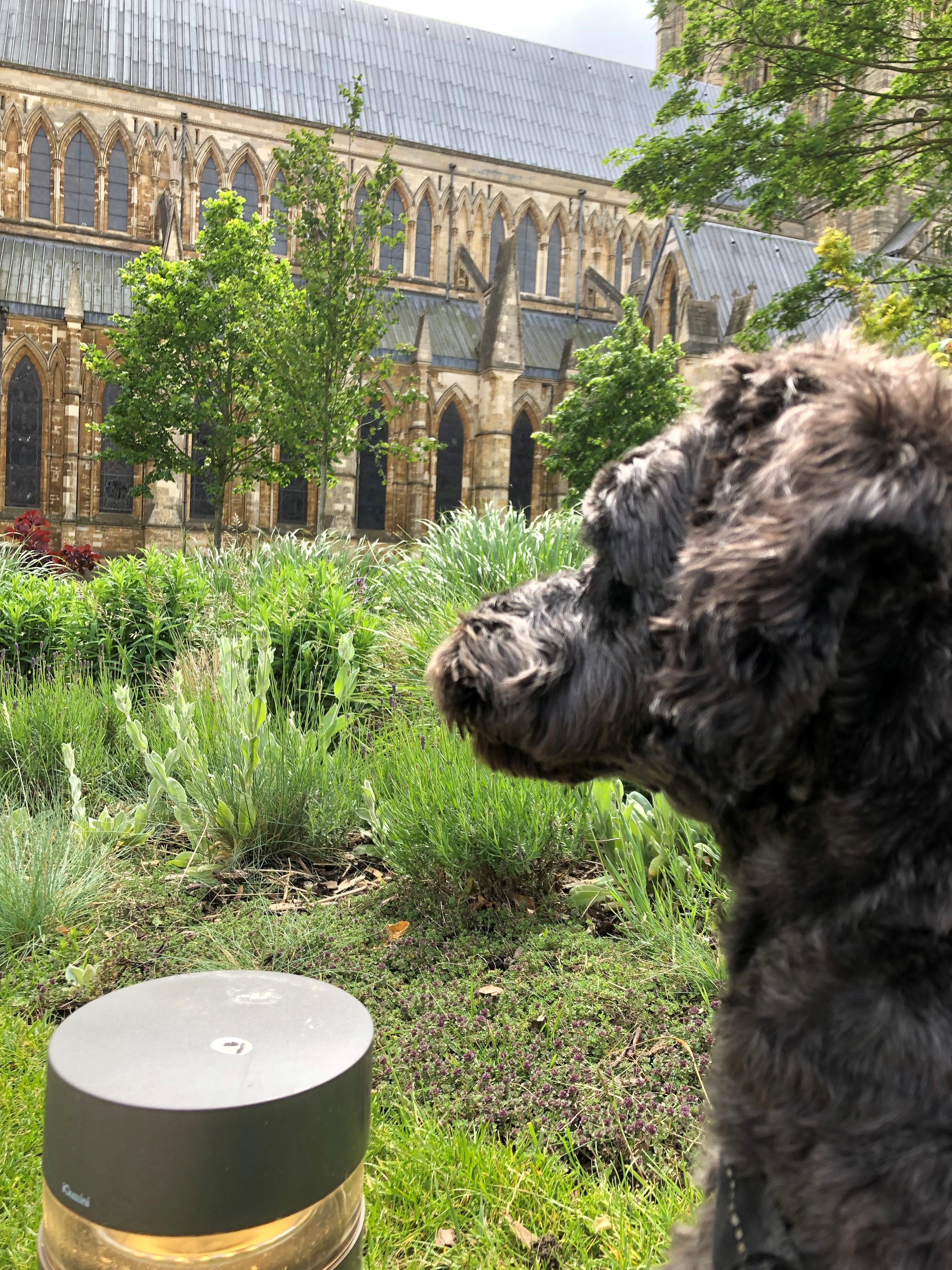 Tilly_outside_Lincoln_Cathedral.jpg