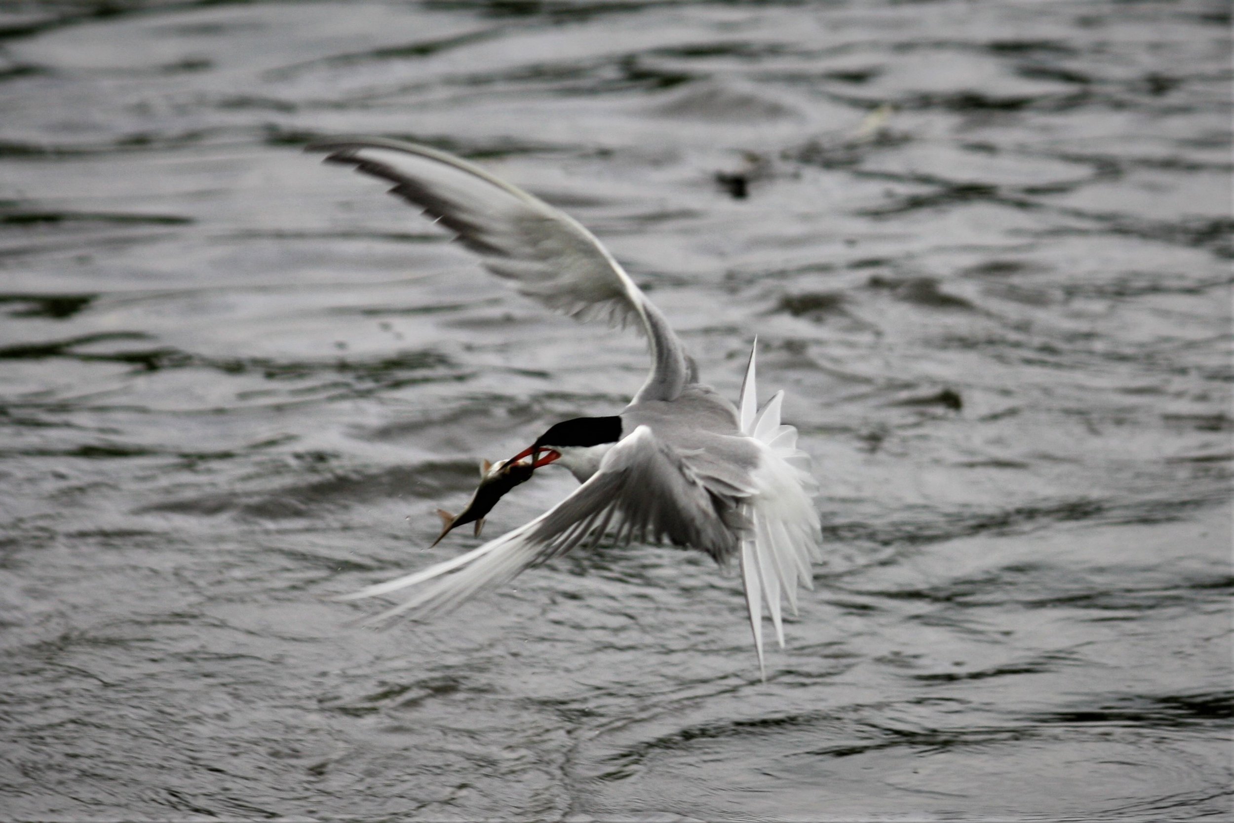  Tern with a fish in its mouth 
