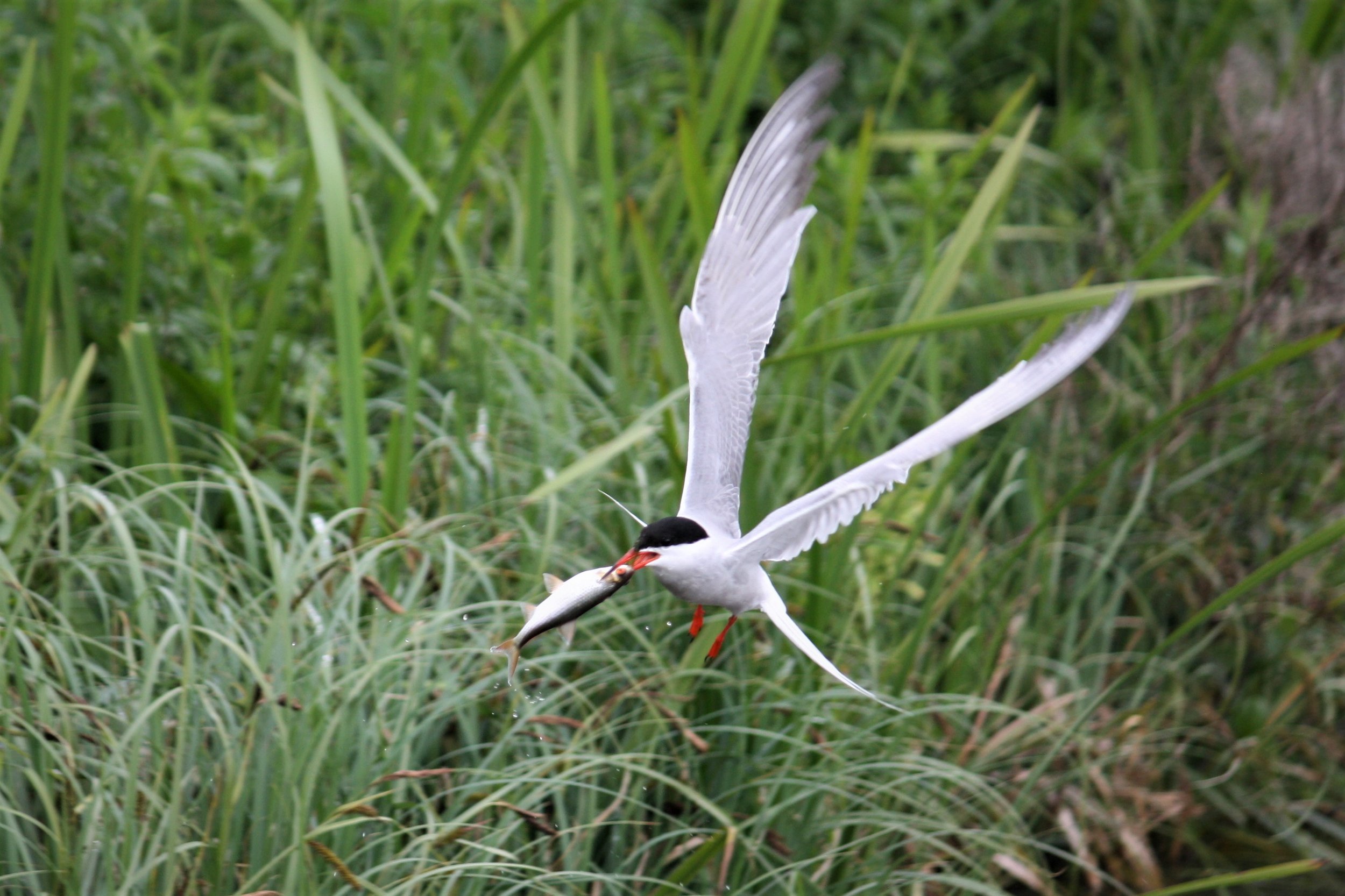  Tern after catching a fish on the Chesterfield canal 
