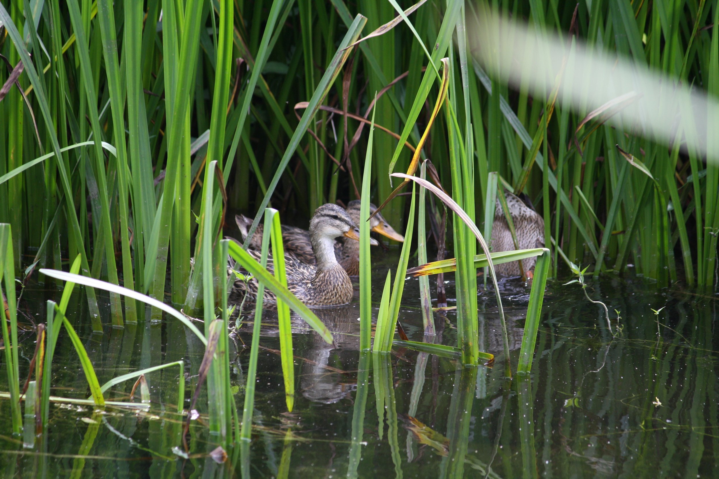 Ducks in the Reeds.JPG
