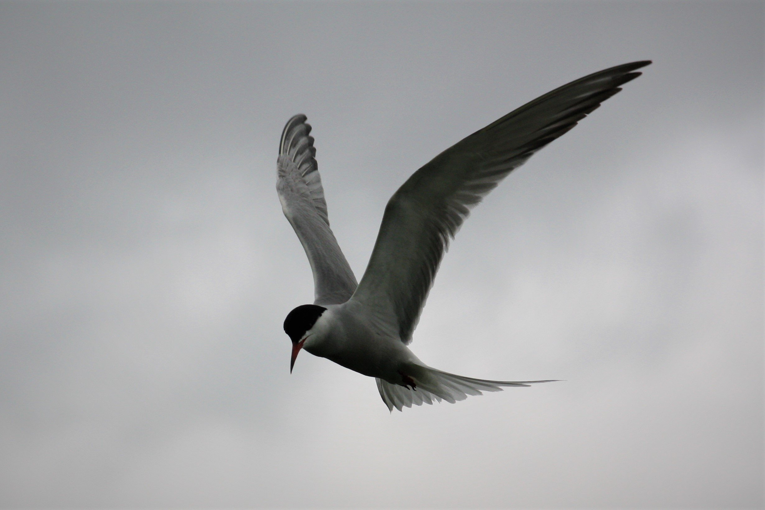 Tern in Flight.JPG