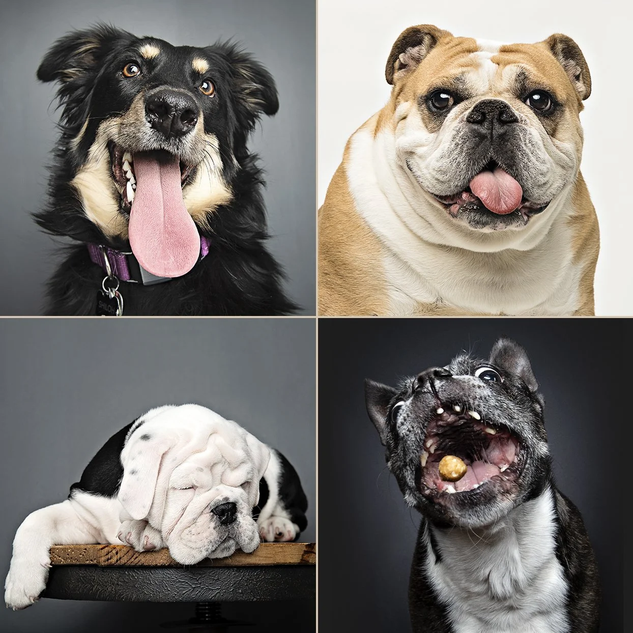 dogs5.jpg