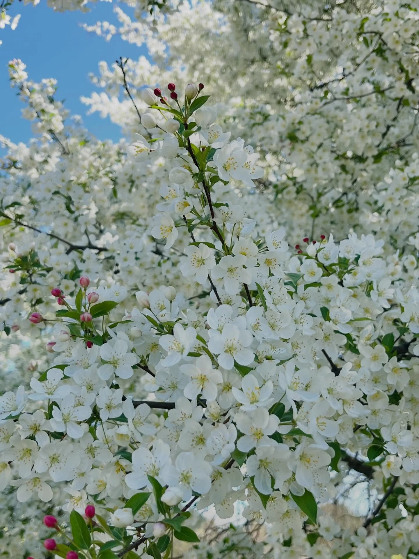 #forestbathing #shinrinyoku #mindfulness #natureismedicine 🌸🌳