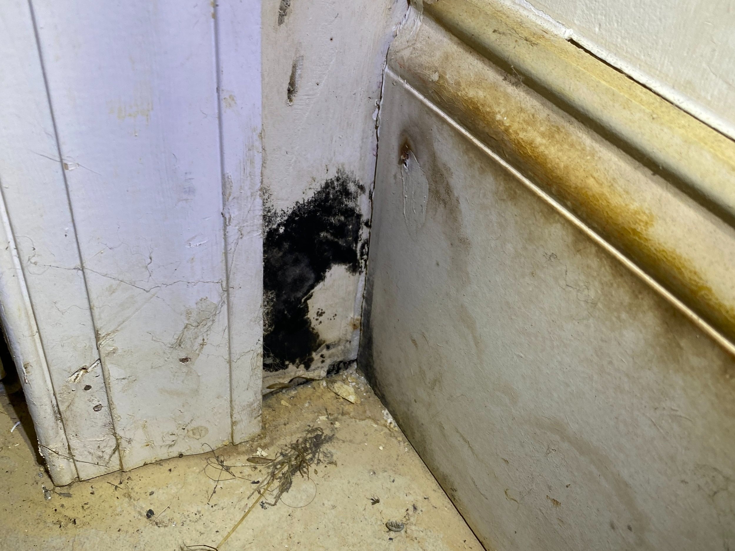 Testing for Black Mold In Your Home — Tennessee Mold Inspectors