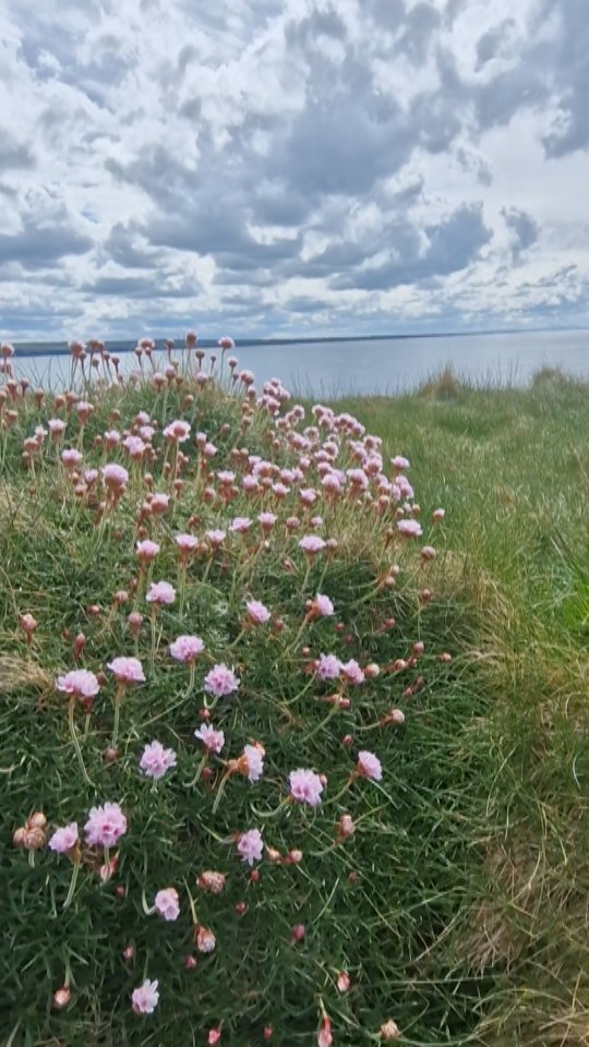 Just a Stroll Away.... ✨️✨️
Less than 1km from our door lies Clahane Shore — our favourite spot 🙏 ... we might be biased though!
The rain has returned but hopefully not for too long 🌞
Wander down and find yourself surrounded by a rugged, r