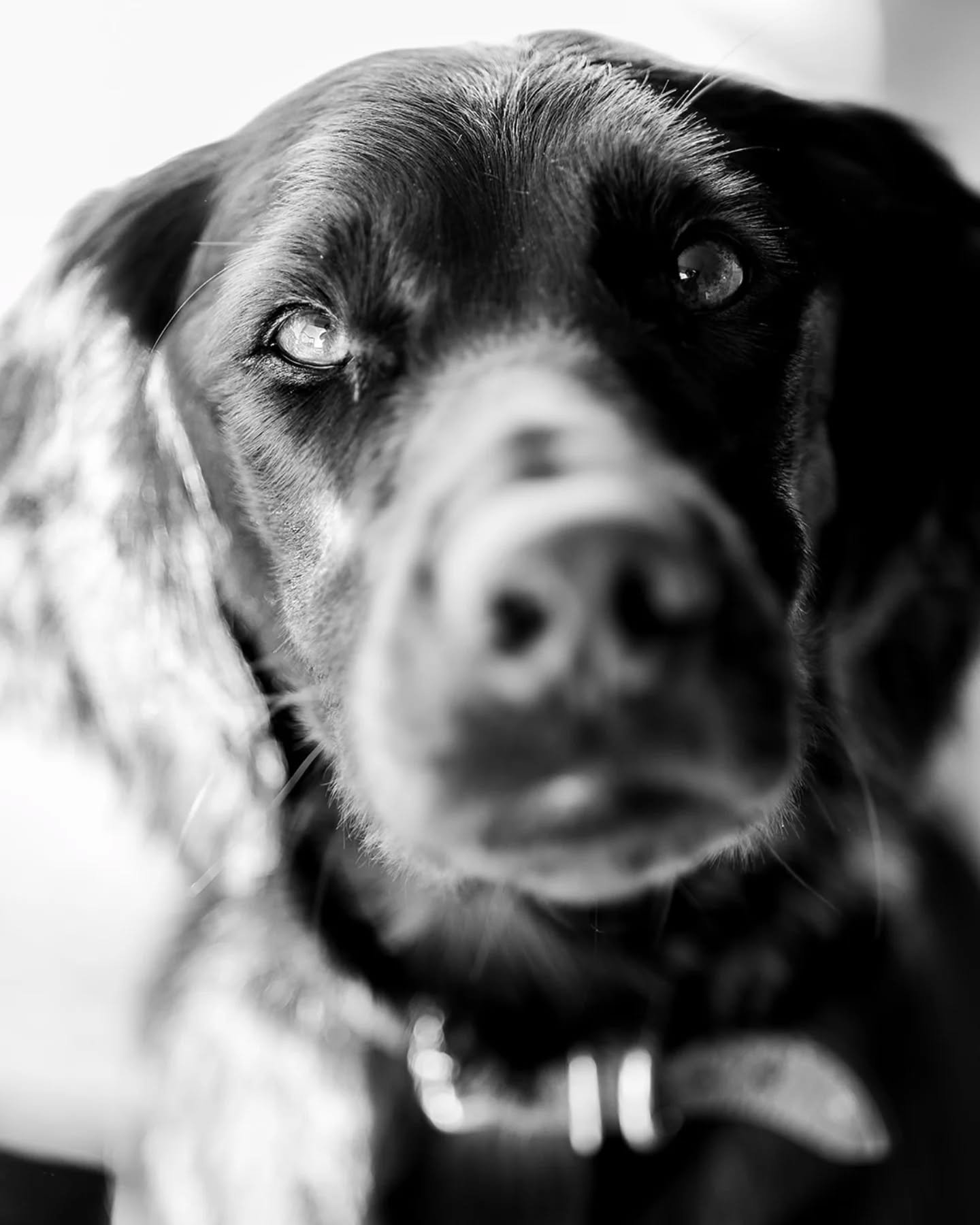 Just because… here's a little sunshine from our very own Philo! 🐾 🌞
Named after the legendary Philo Lynott of Thin Lizzy fame, Philo is wishing you all a lovely bank holiday weekend from sunny Clahane!
The sun is shining, the vibes are go