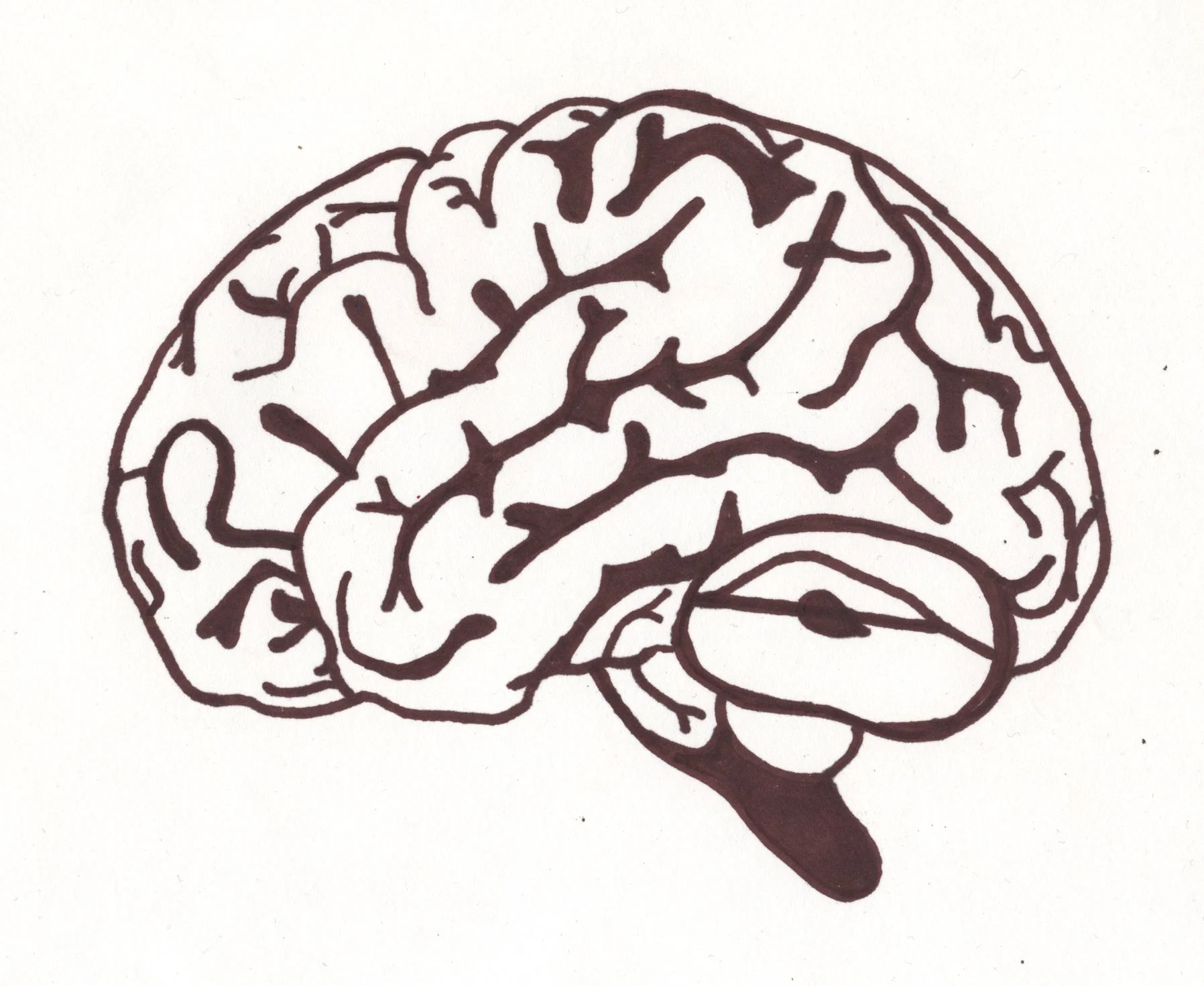 brain.jpeg