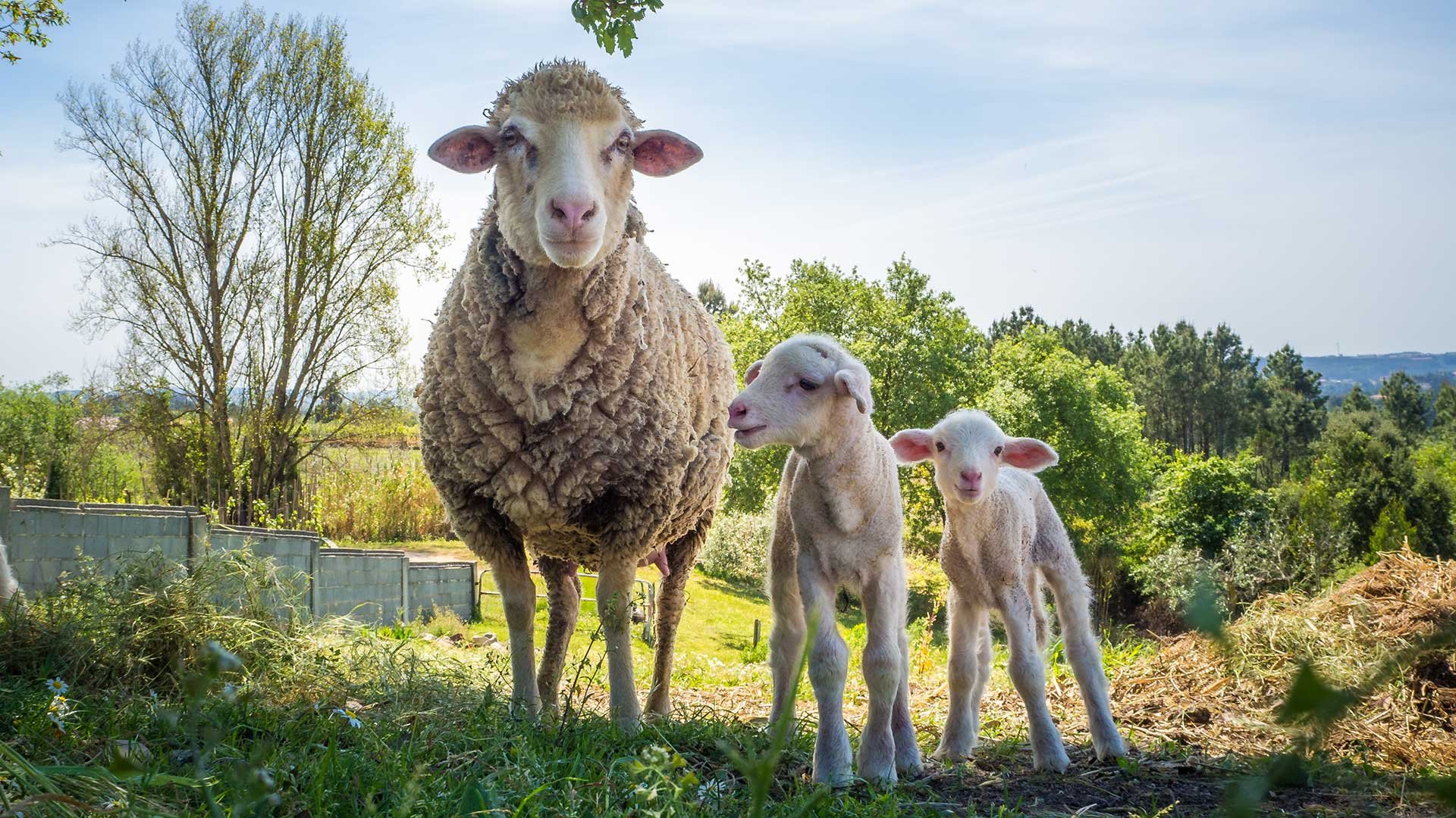 Talho Luis Matias Borrego Cabrito