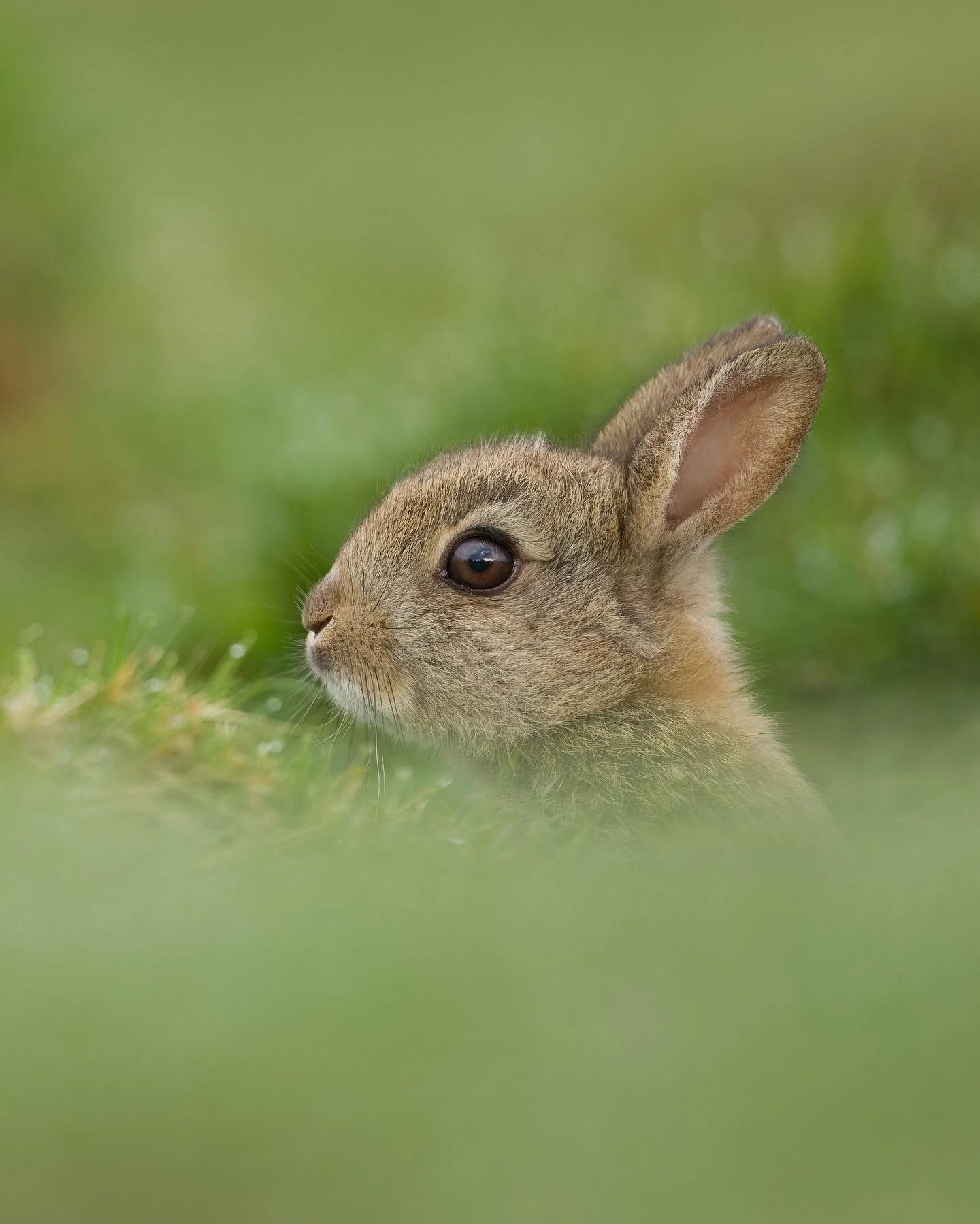 The Warren&hellip; 

I&rsquo;ve found a love for a new British mammal, the rabbit. After spending many hours in their company I&rsquo;ve gathered my thoughts and constructed a poem non poem. You could say a failed poem. But anyway there is a chance i