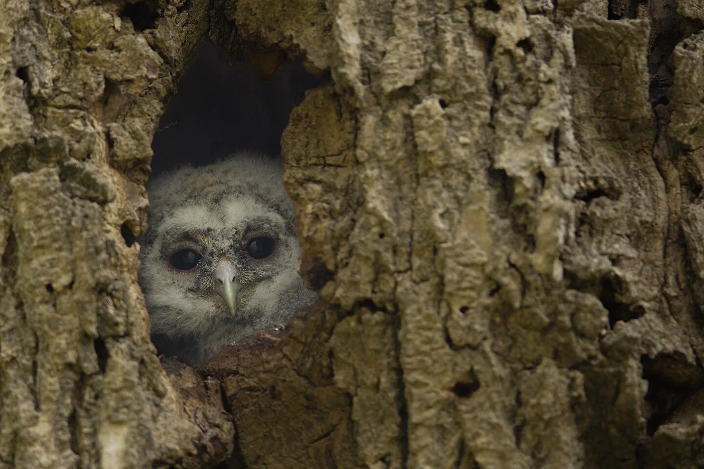 First glimpse 

Every year it&rsquo;s always a special moment when I find my first Tawny owlet. Hearing the quiet repetitive short call marks the beginning of May for me. When I found this owlet last weekend it brought back so many fond and emotional