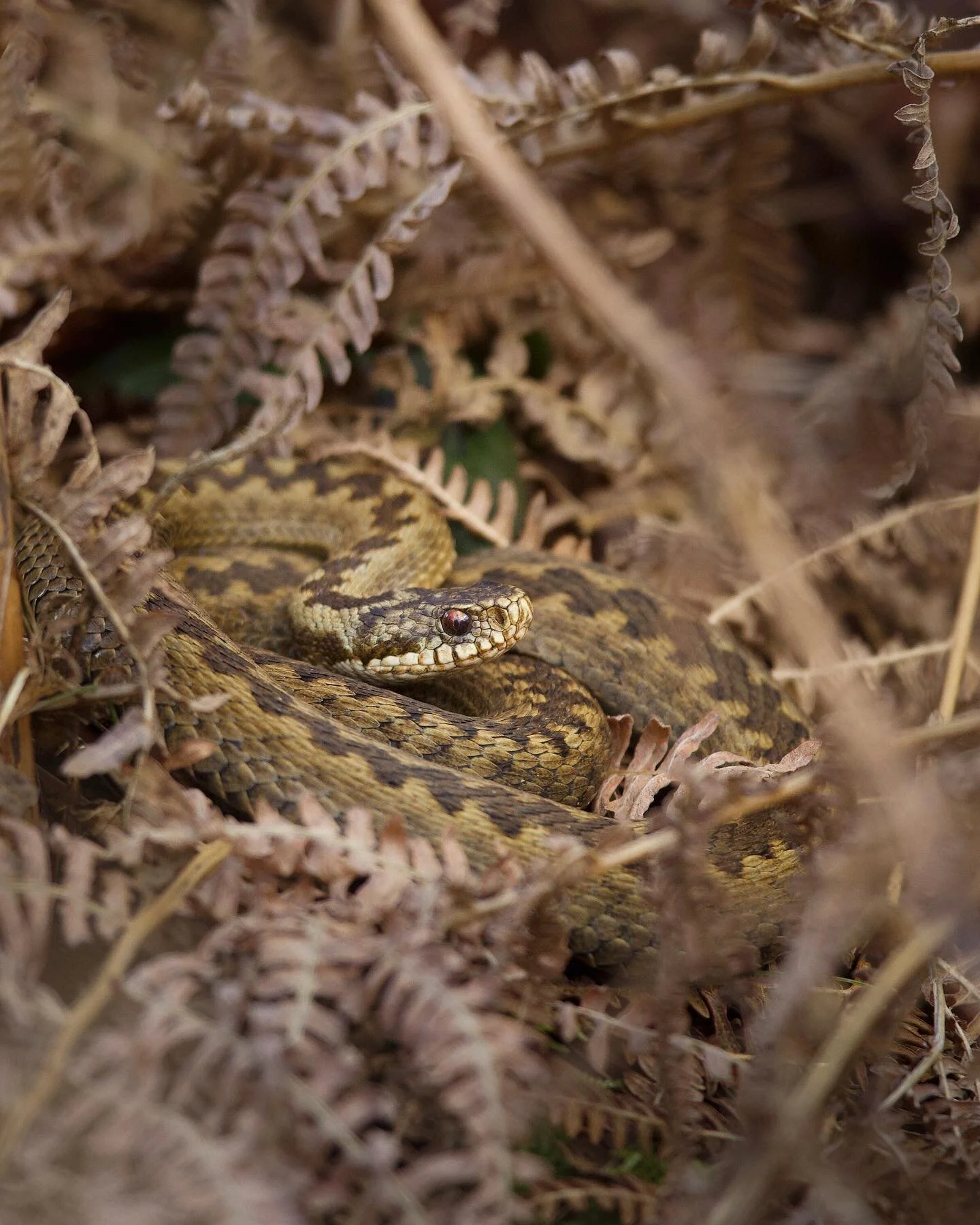 &lsquo;Hidden gem&rsquo;

yesterday, it was great to meet up with  @billyevansfreke and @jpearsonphotography after quite a while to go in search of Britain&rsquo;s only venomous snake, the adder.

after searching areas of low vegetation and dried bra