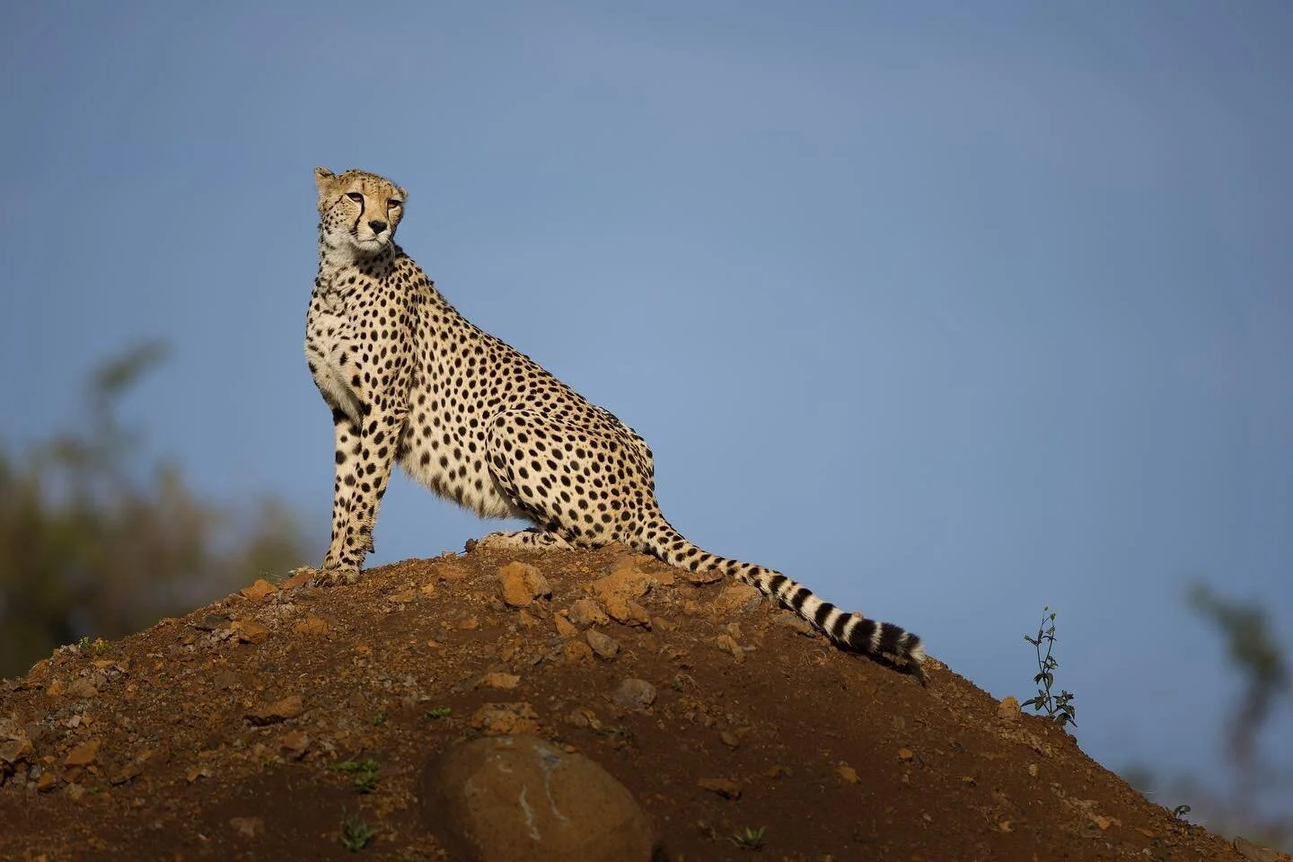 &lsquo;Skyline&rsquo;

In Kenya our first cheetah sighting was by no means fleeting. This lovely individual found a nice spot to spend a few minutes while posing majestically over the plains. I love when they perch on a high rising hill showing off t
