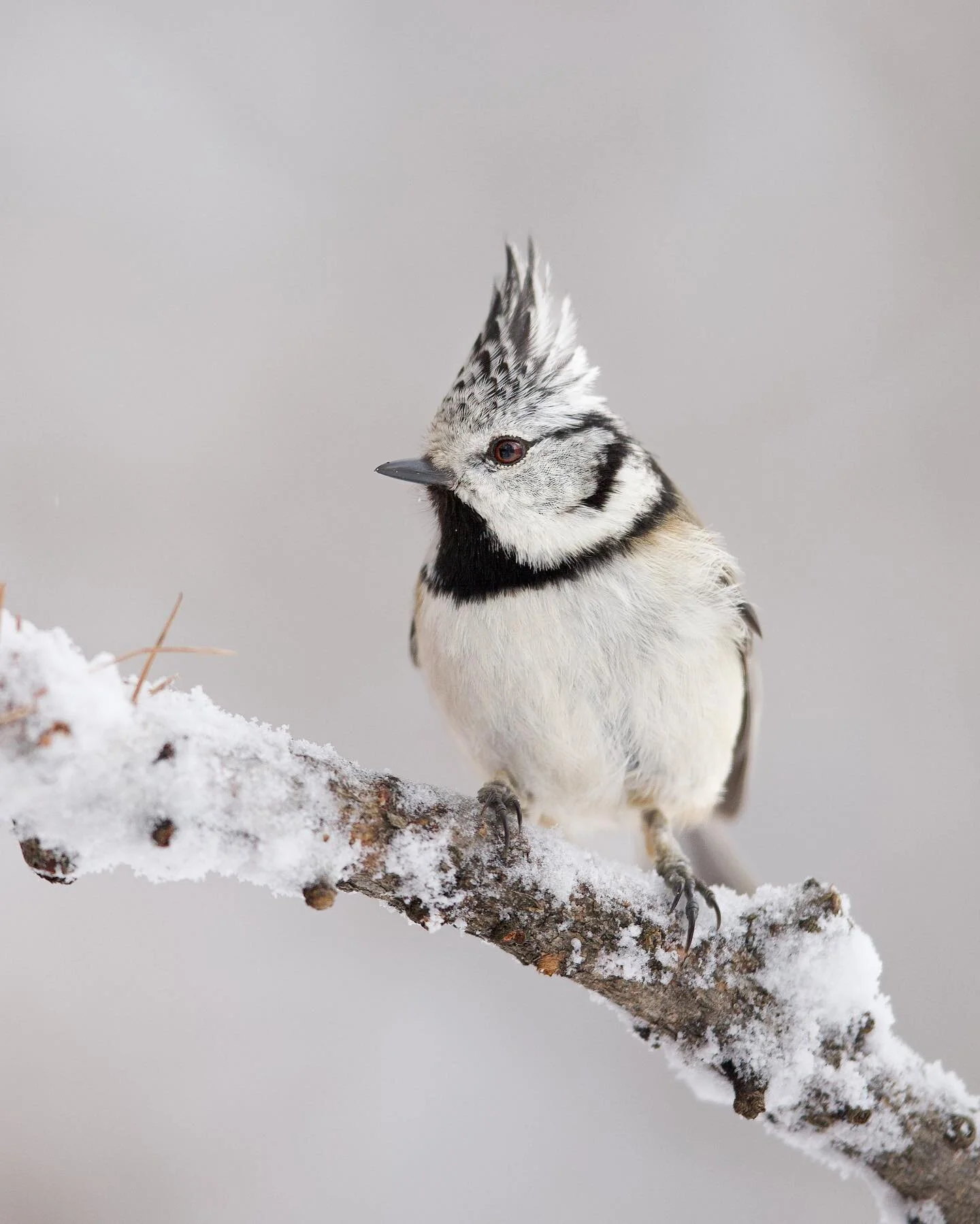 Distant high pitched calls travelled closer through the wind, and then I saw the bird I had hoped for flicker in the branches. It perched out in the open showing off its stunning crest in full fashion and confidence. What a beautiful bird it is and o