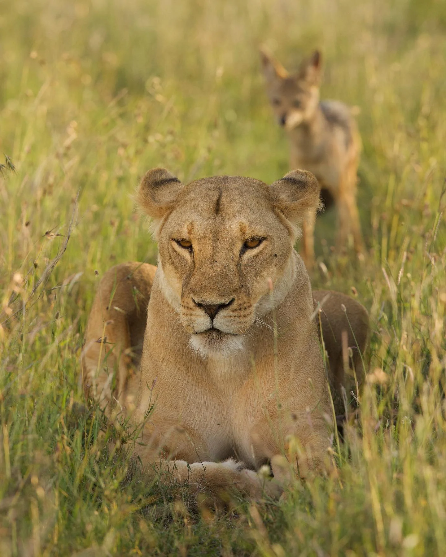 &lsquo;The opportunist&rsquo;

As this strong Lioness was resting while guarding her kill, a pair of jackals couldn&rsquo;t resist but to try their luck. Far they had traveled following the scent with remarkable pin point location down to the kill. I
