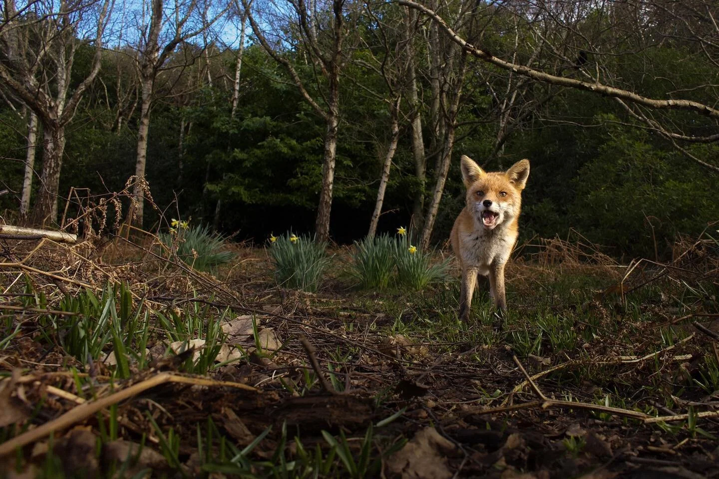 &lsquo;Wilderness fox&rsquo;

Spring is a time of new life, with that comes growth and fragile beginnings for our wildlife. I haven&rsquo;t had the time to get out with the camera over the last couple of weekends but I&rsquo;ve been thinking of how I