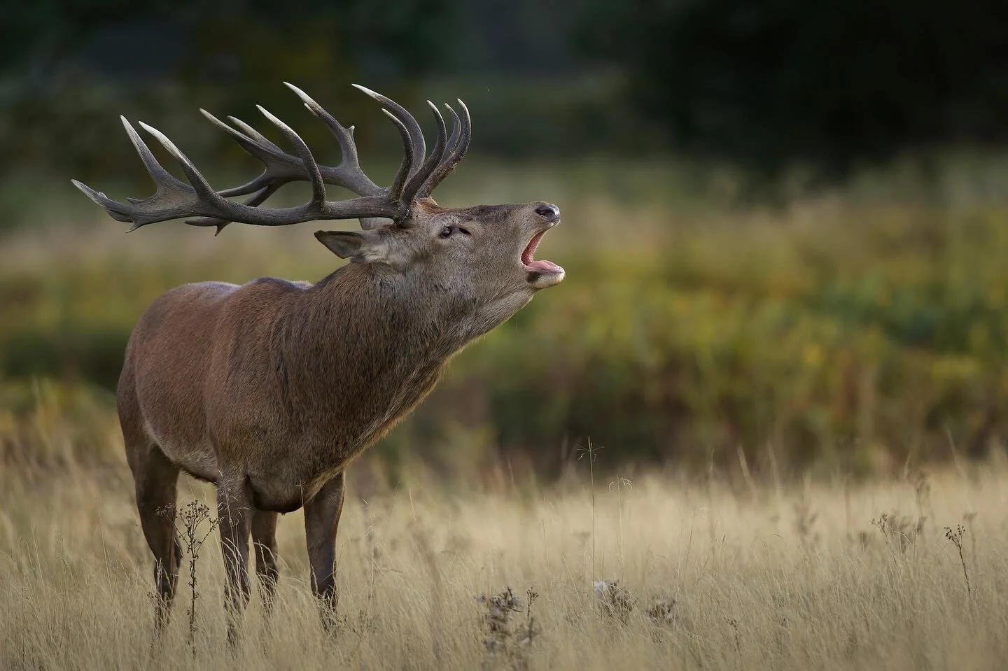I&rsquo;ve been looking back on my images and this shot from last years rut caught my eye. The light was beautiful as this stag became active at sunset, he was charging around with great power. Just look at that strong neck! Amazing creatures 

#deer
