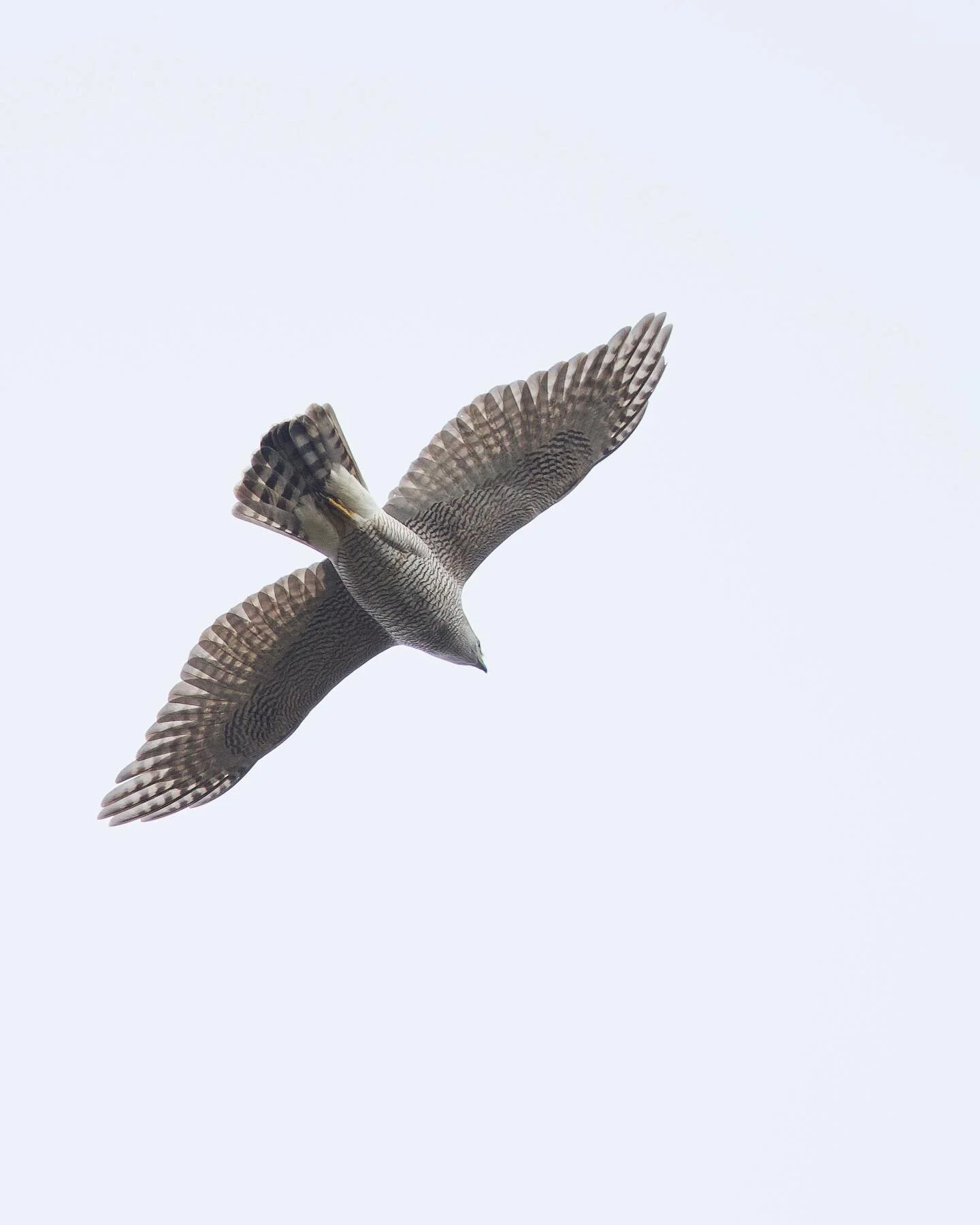 Over the last year I&rsquo;ve learnt so much about one bird, the Goshawk or as some call it the &lsquo;phantom of the forest&rsquo;. I&rsquo;ve spent just shy of 200 hours in this birds environment and it has taught me many valuable lessons. 
384 day