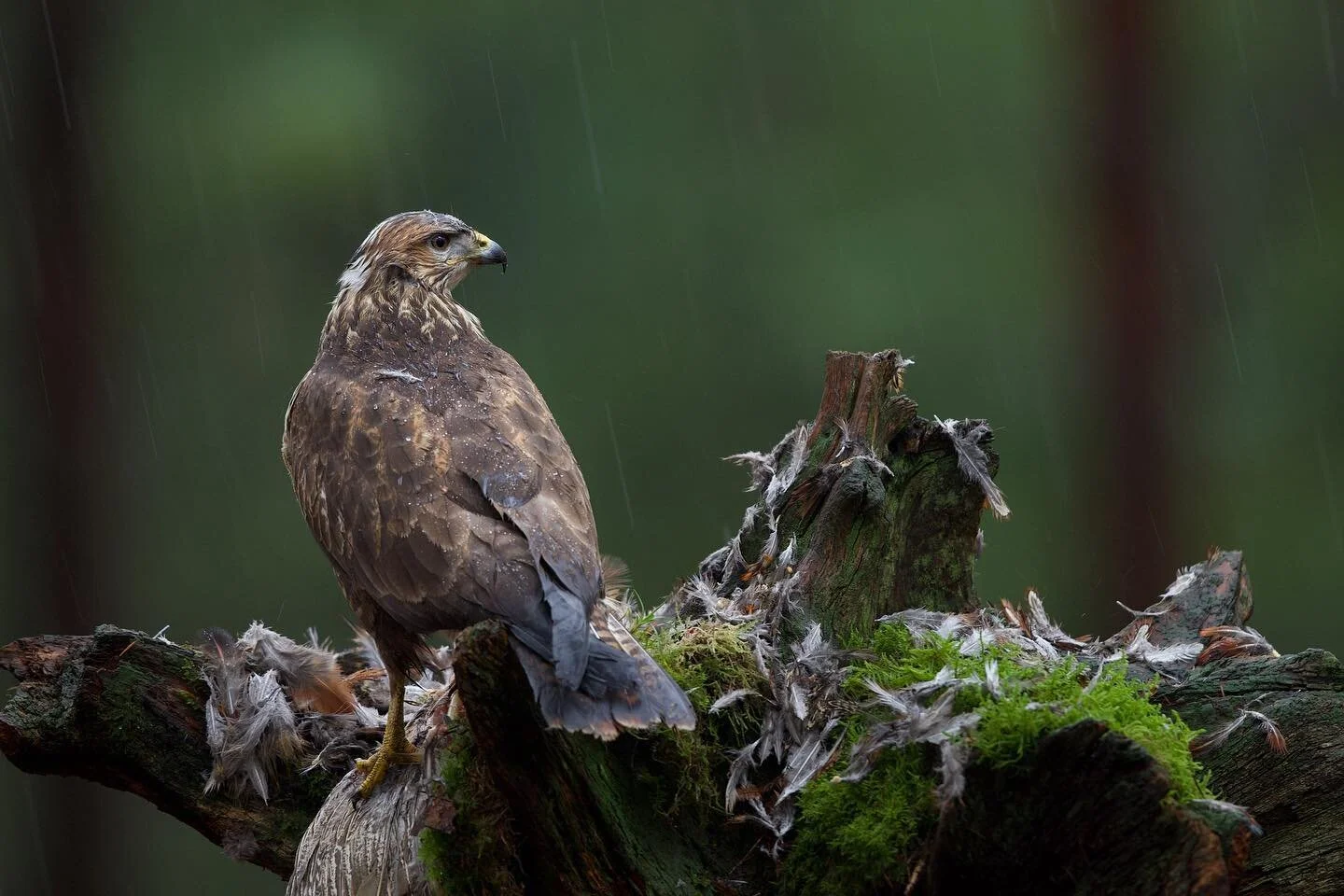 Here is another image from the woodland hide, a Buzzard came down one stormy morning to lighten the mood! (I was rather damp) but as soon as I got a mighty raptor in front of my eyes I forgot about my cramped neck and soaked trousers as you do when a
