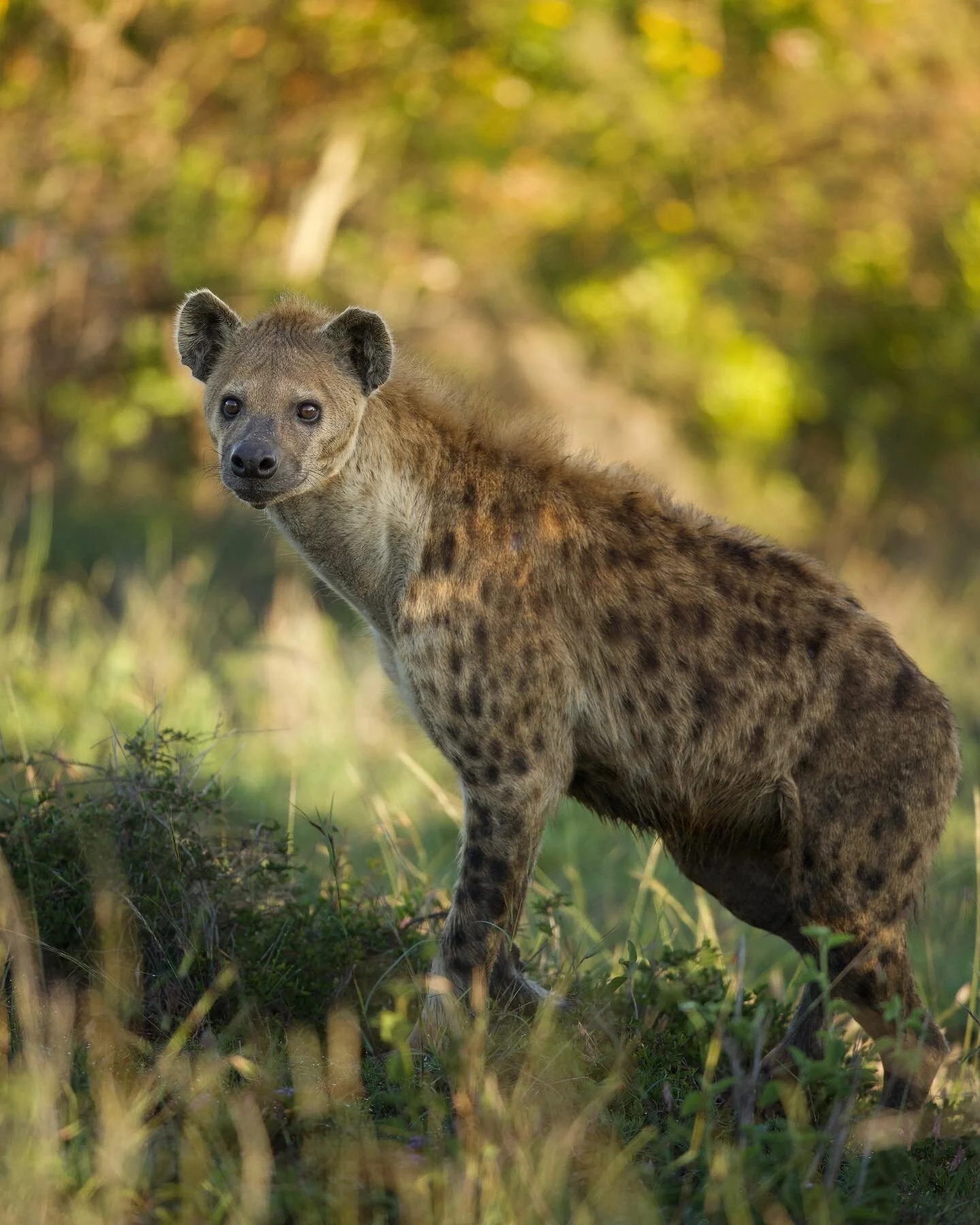 As doves were calling, the sun lit the Kenyan planes and animals started to make a move onto the next stop, for theses hyenas, they were tracking a scent and a potential meal. They are fascinating creatures and built for purpose with short hind legs 