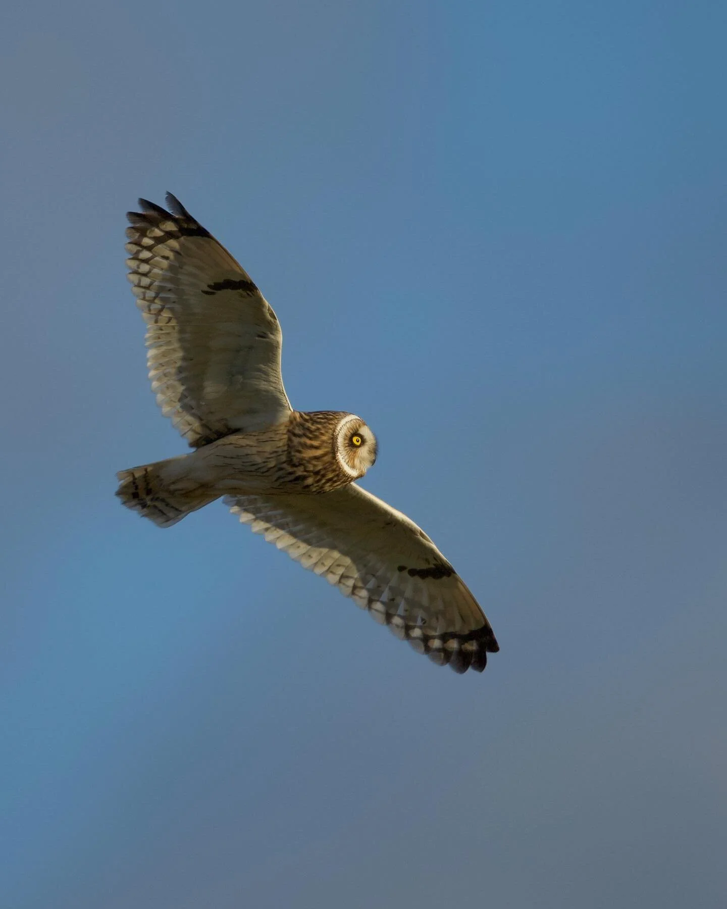 As the sun set Short eared owls were gliding, diving and swooping elegantly against the blue sky. It was magical to see and a moment I found very special, especially in my home county. I do love winter as much as I love spring too. I&rsquo;m impatien