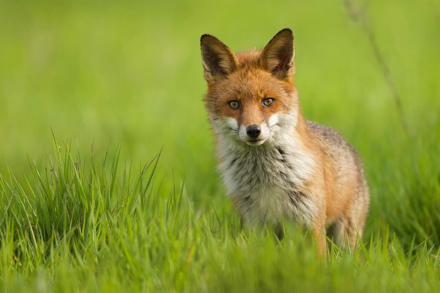I came across a fox hunting voles in a wild and peaceful meadow as the sun set. Spotting the red bushy tail brush the grasses gave the quiet fox away as I crept a little closer. On my knees to keep a low profile I managed to get just a few meters awa