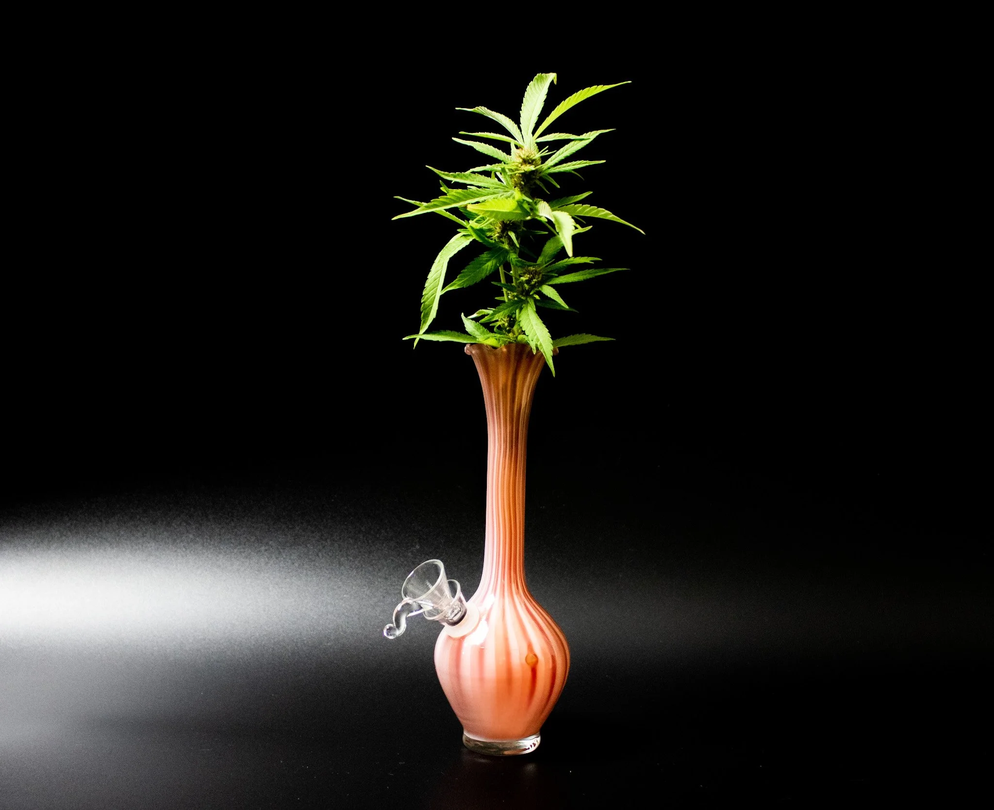 falynn | bud & rose
