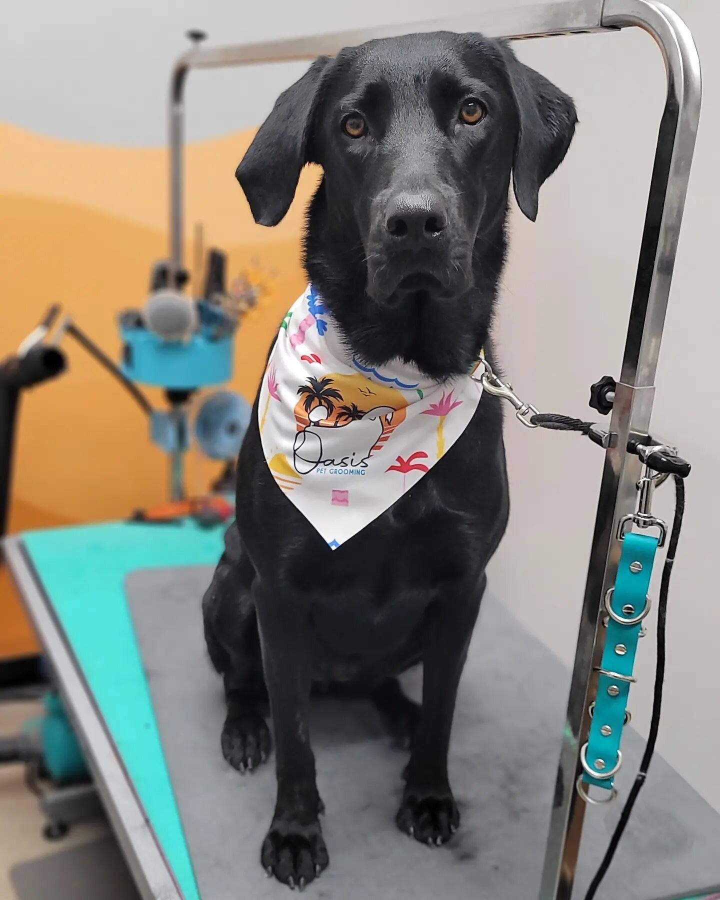 Lady had her #deshedding spa day!

#oasispetgrooming #akcsafegroomer #doggroomer #phoenixgroomer #petgrooming #phoenix #arizona #scottsdale #arizonadogs #phoenixdogs #dogstagram #paradisevalley #doggrooming #dogsofinstagram #groomersofarizona #thefur